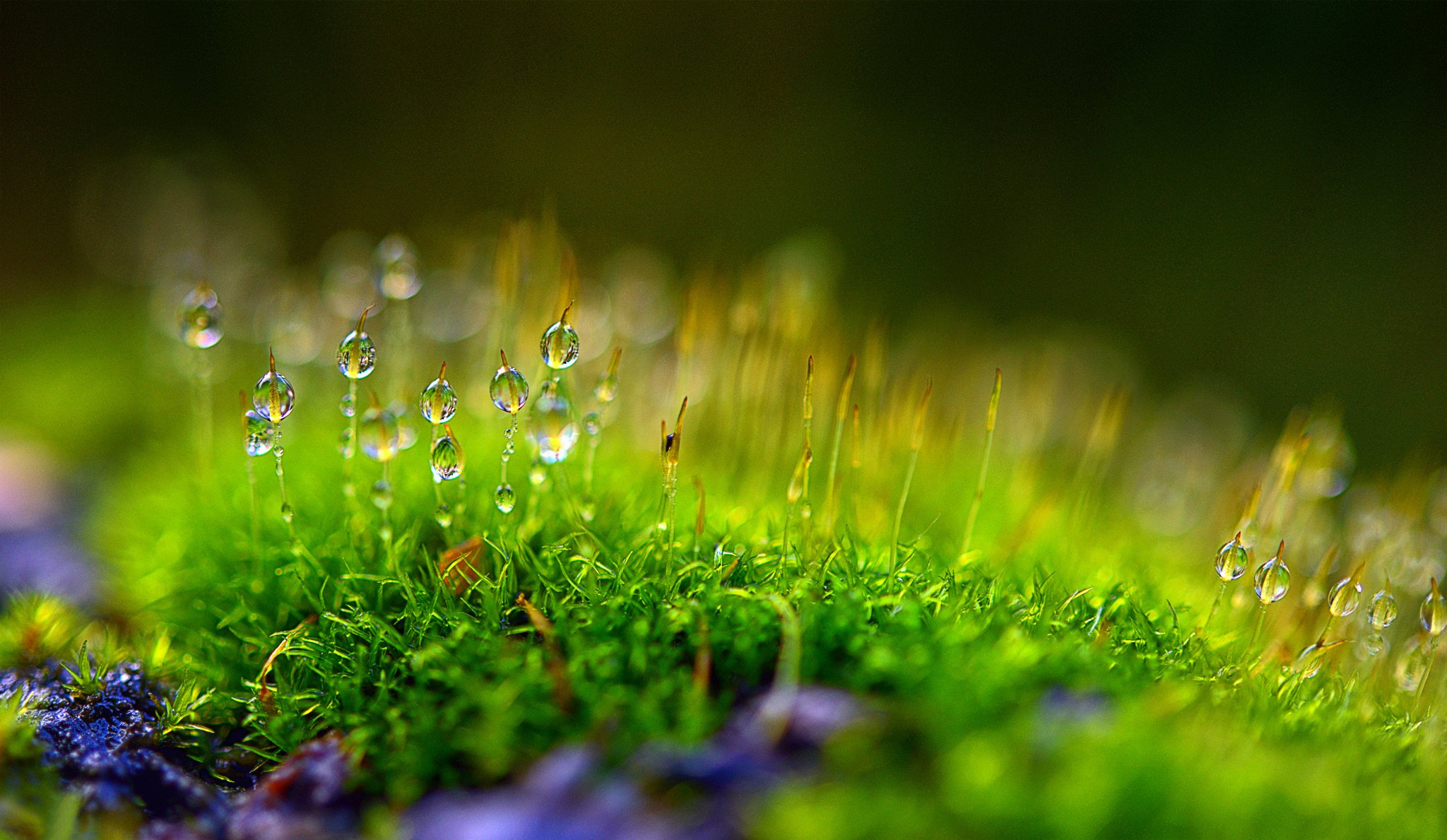 plant moss drops rosa bokeh