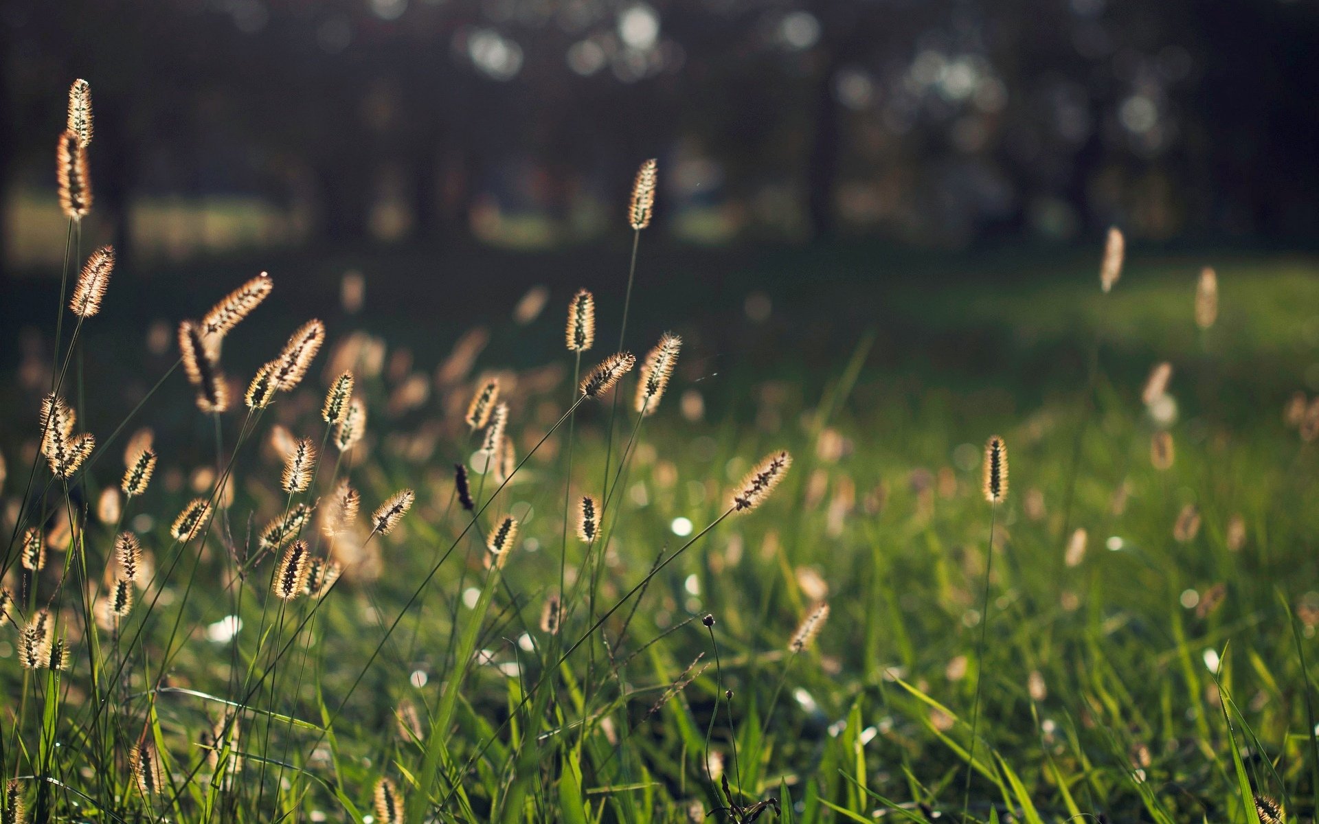 makro pflanze ohren gras grün bokeh unschärfe hintergrund tapete widescreen vollbild widescreen widescreen