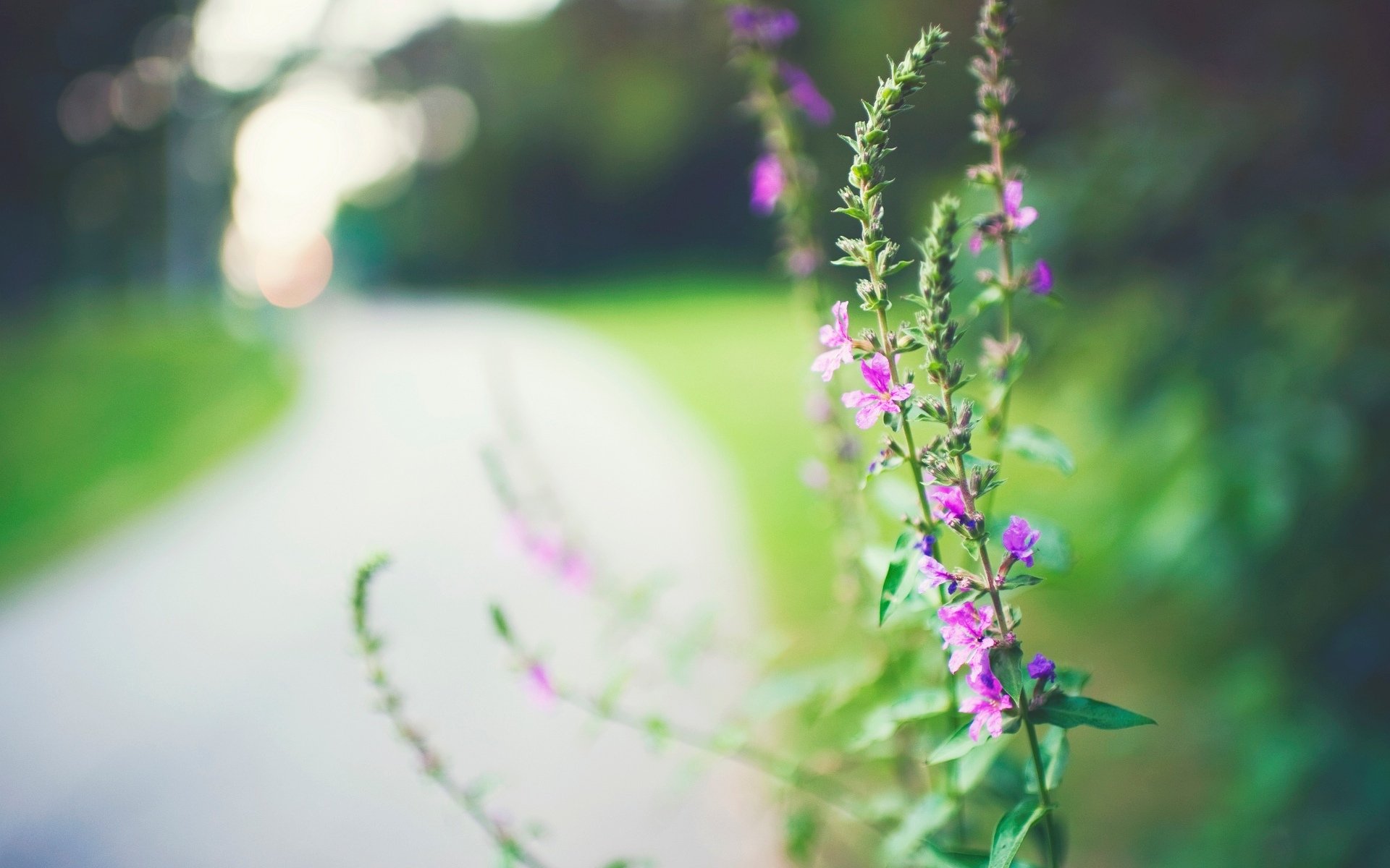 macro plant flowers flowers flower pink blur background wallpaper widescreen fullscreen widescreen widescreen