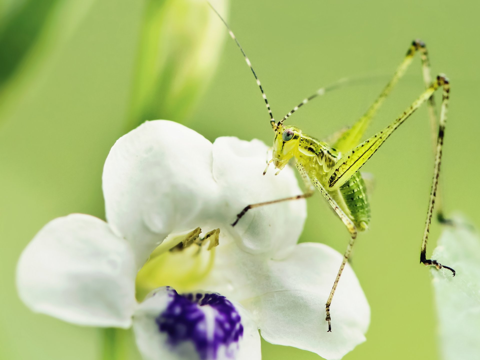 macro insecto flor naturaleza