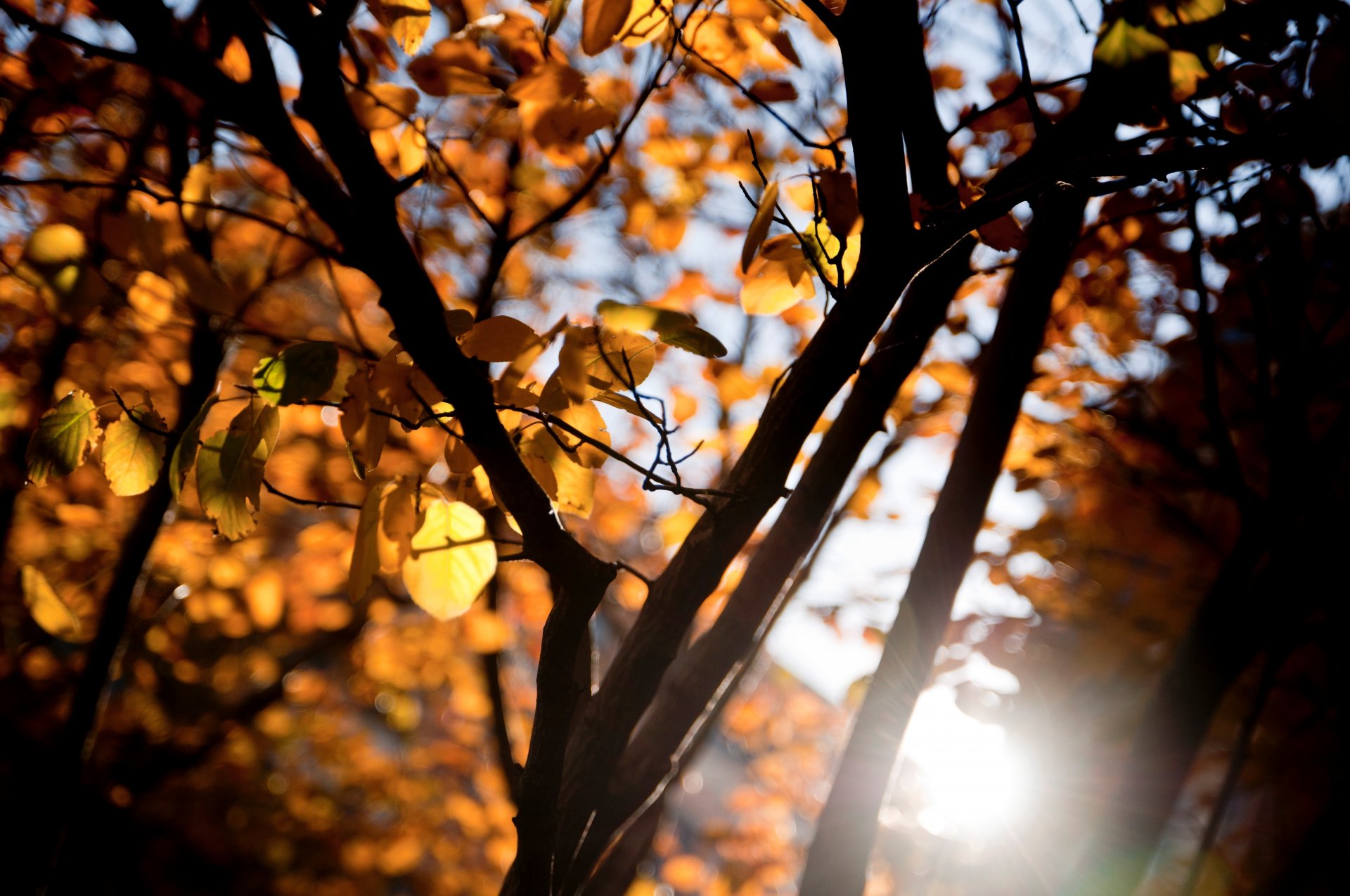 macro arbre arbres feuilles branche branches feuilles jaune orange soleil rayons bokeh flou fond papier peint écran large plein écran écran large écran large