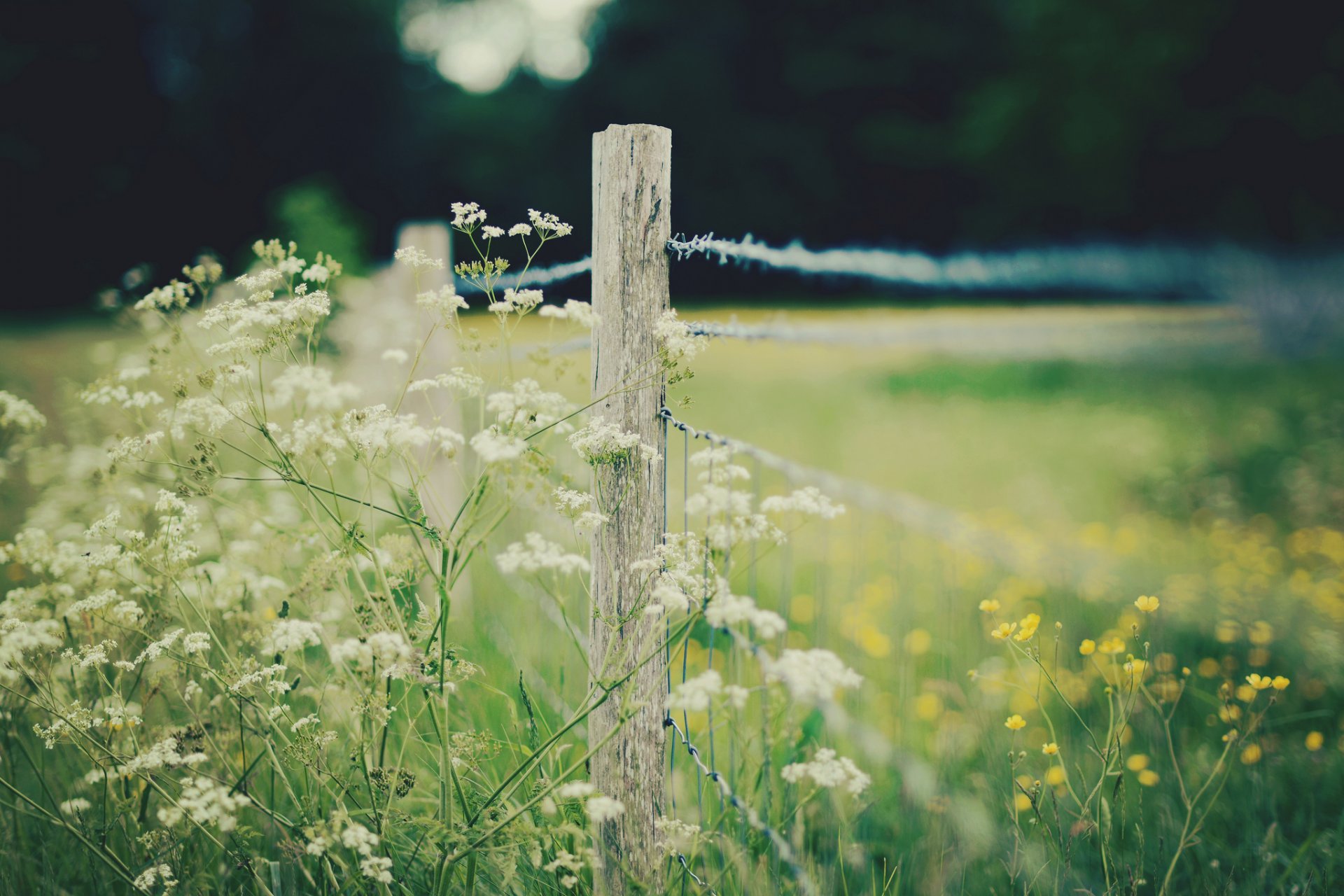 macro fence fence fencing flowers flowers yellow white background wallpaper widescreen fullscreen widescreen widescreen