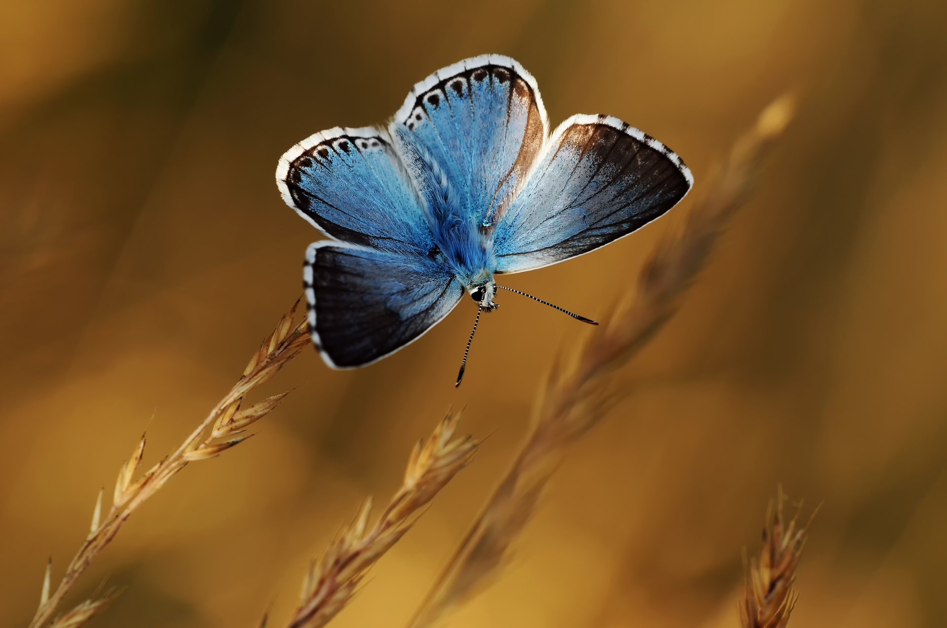 plantas espiguillas mariposa azul fondo