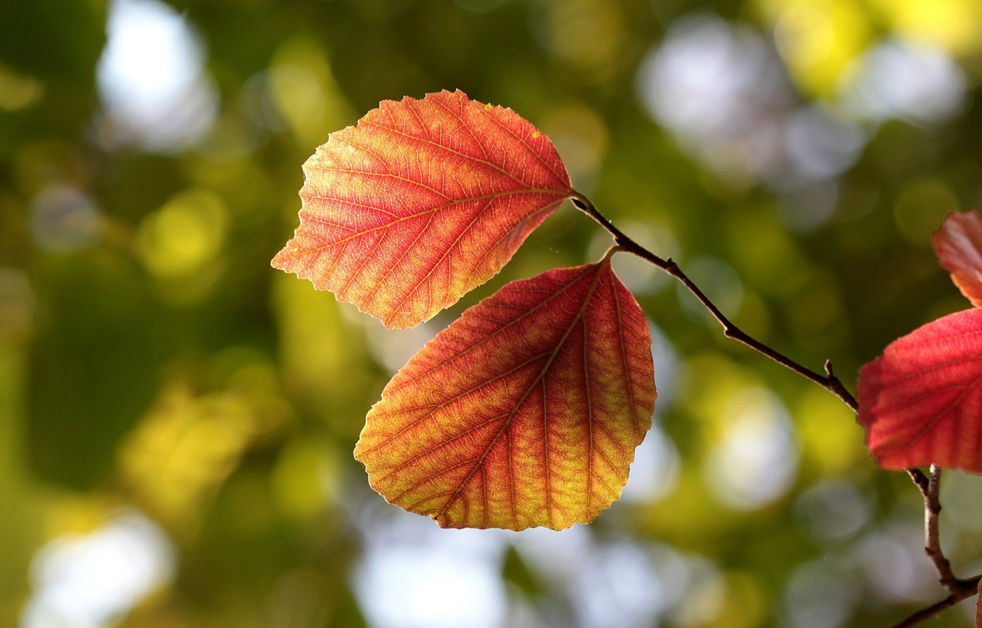 leaves leaves veins branch tree nature macro autumn bokeh