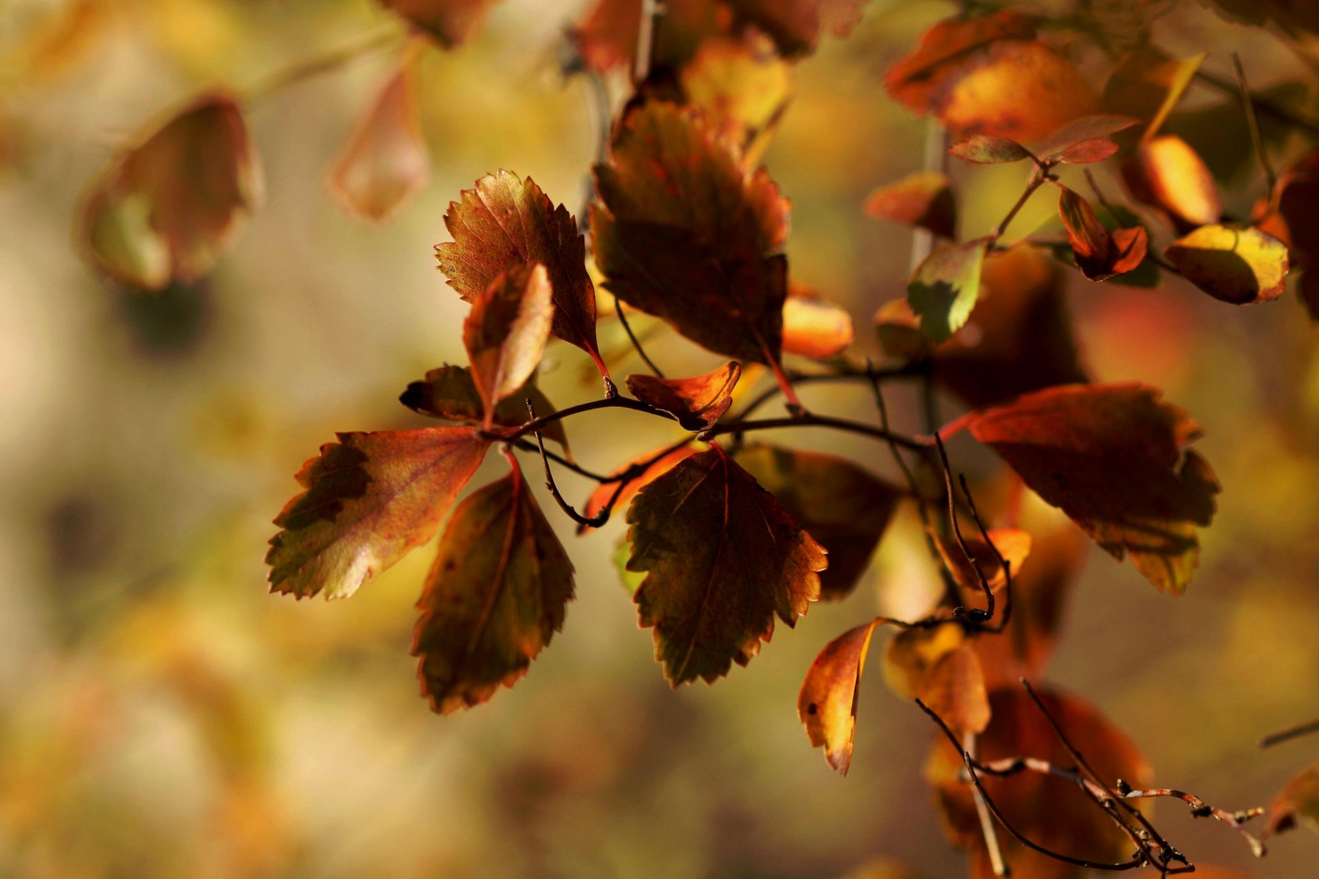 makro jesień gałąź liście janet rhotography