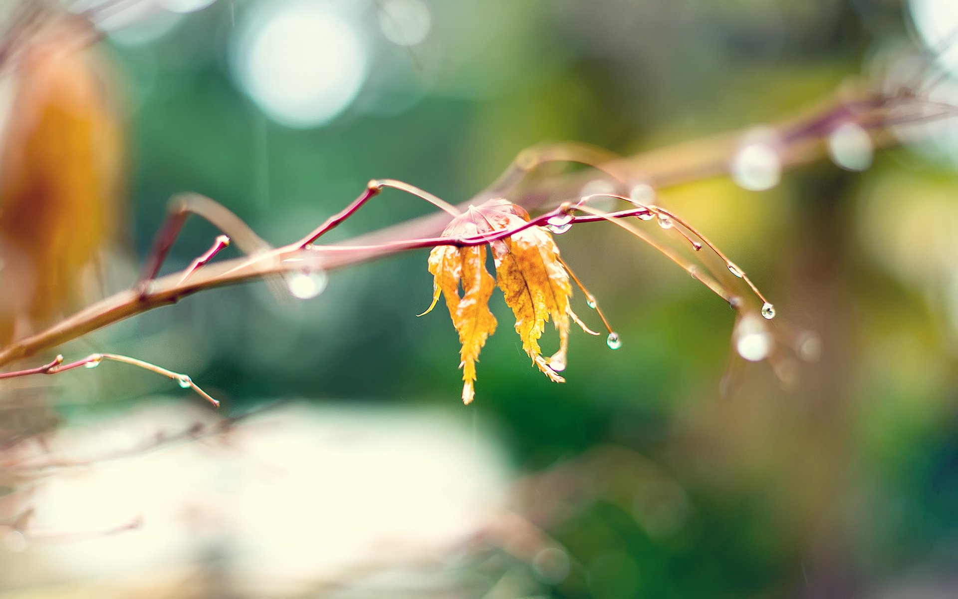 natura foglia giallo autunno macro gocce ramo sfocatura