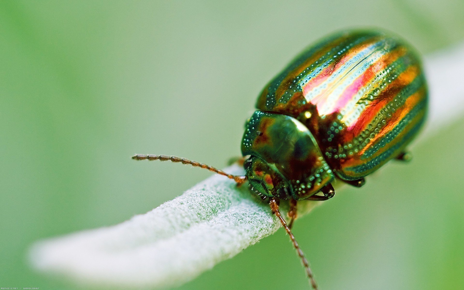 insecto escarabajo verde macro dorado