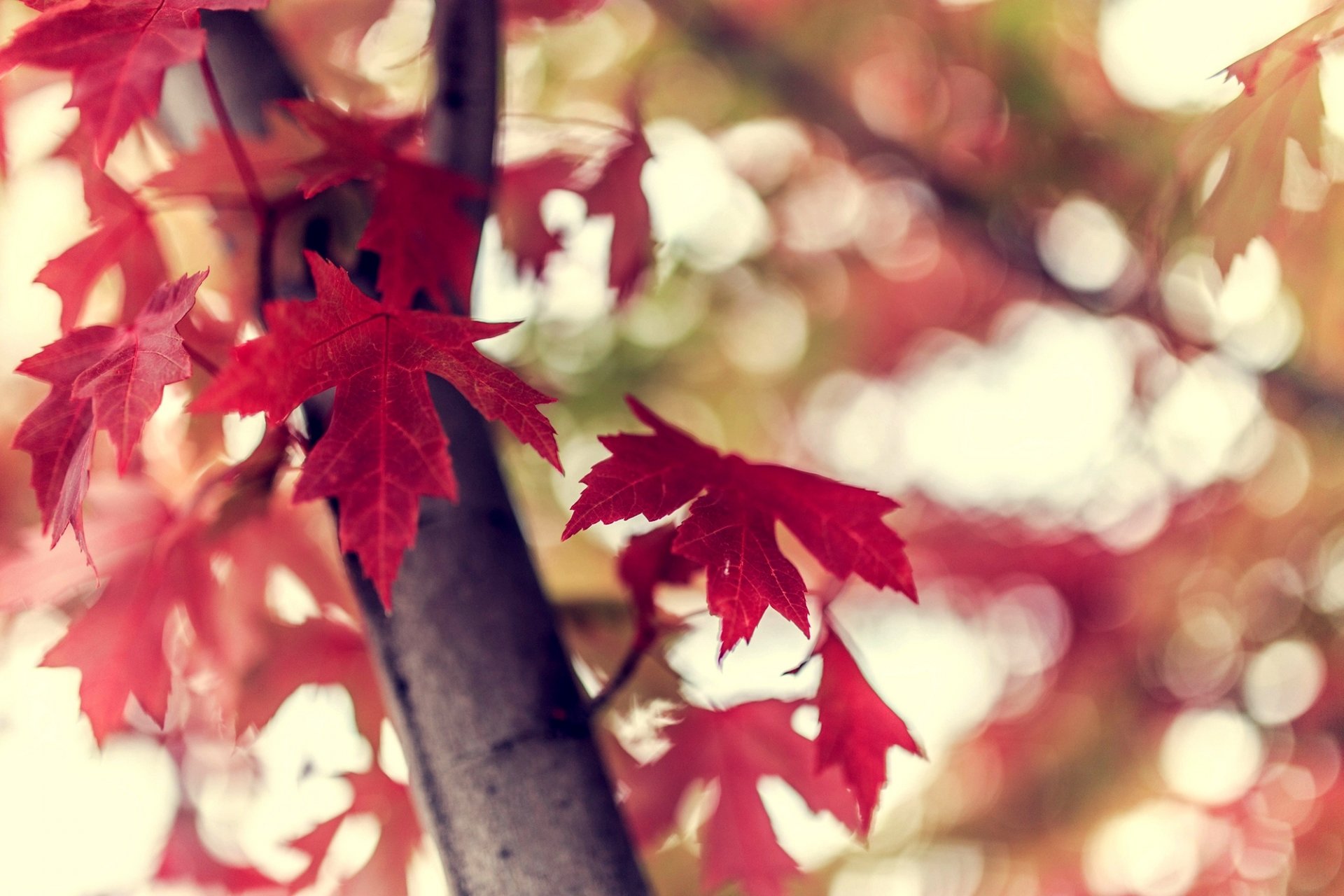 leaves maroon branch tree bokeh nature autumn close up