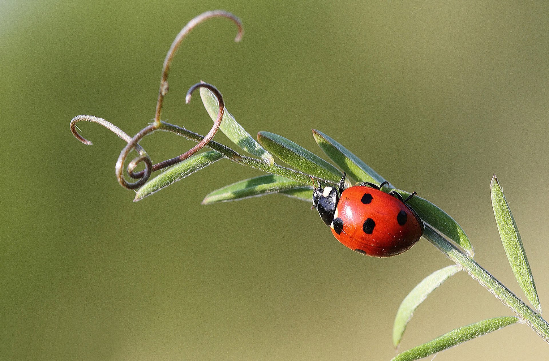 herbe vrilles insecte coccinelle