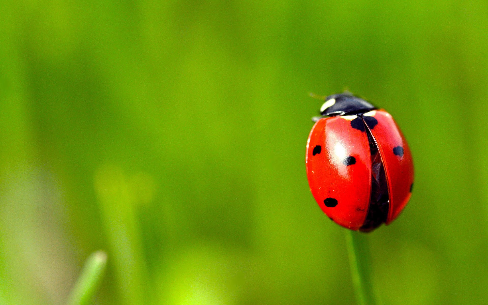 fond herbe coccinelle gros plan