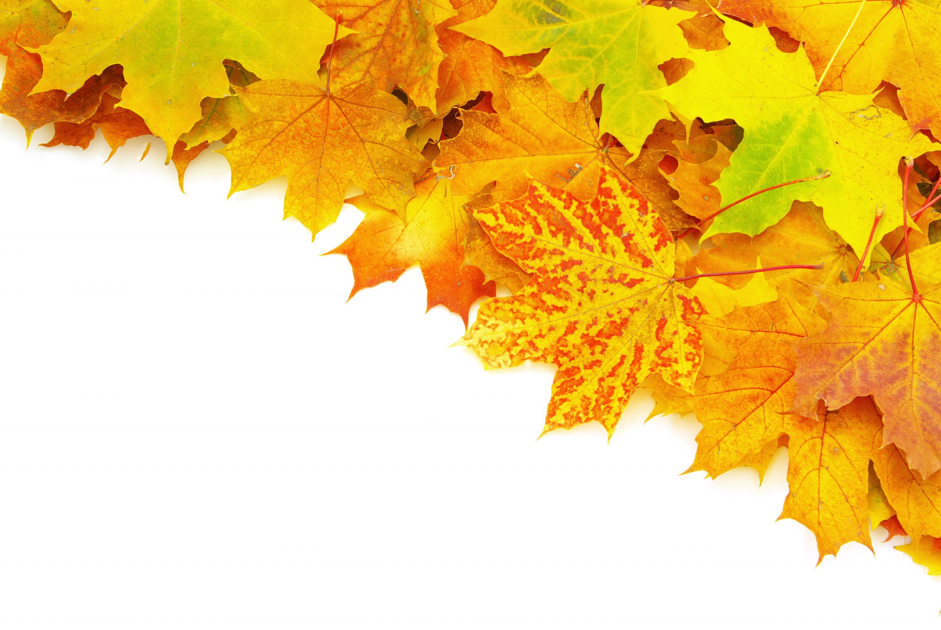 Autumn Leaves Live Wallpaper