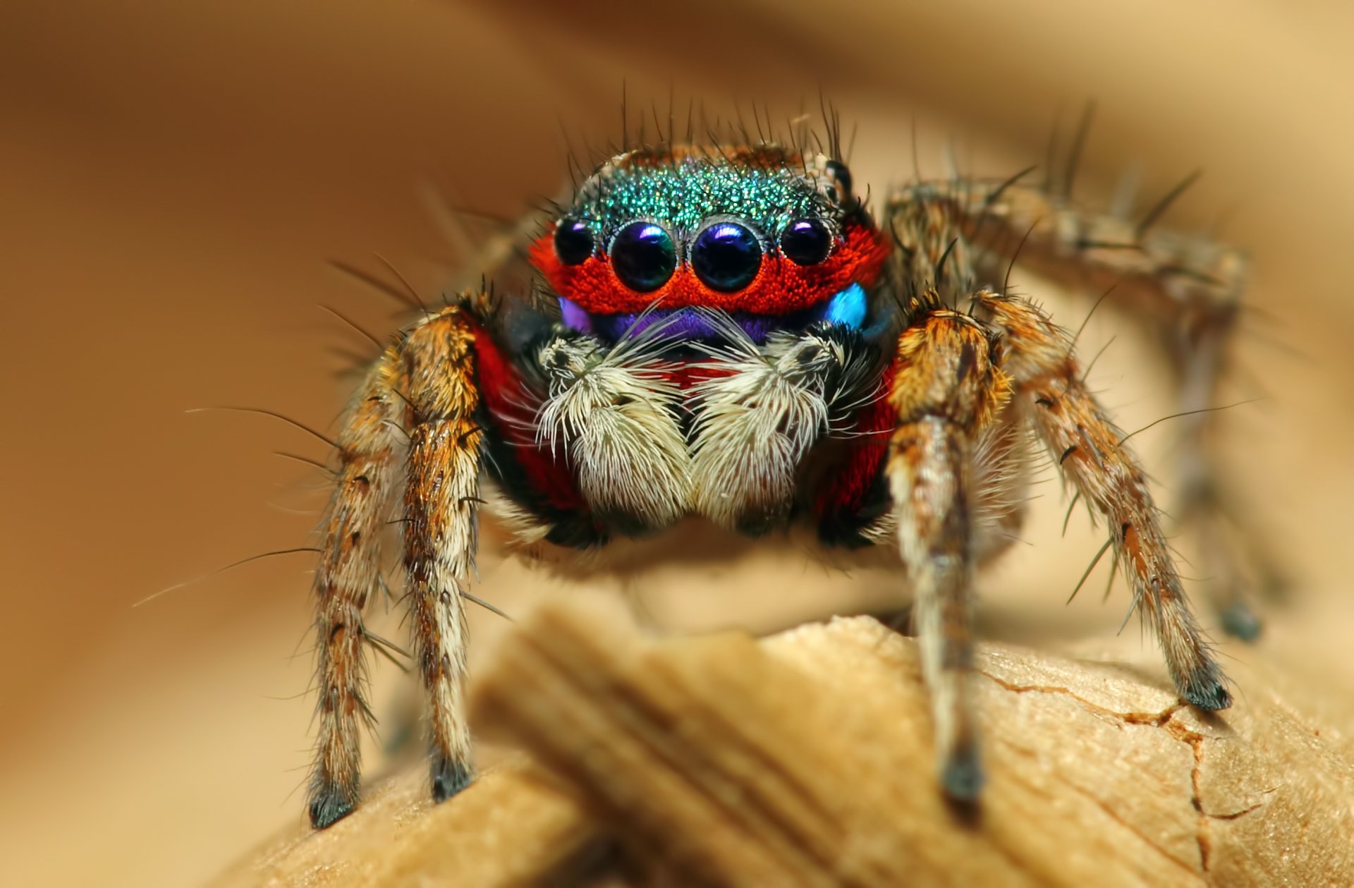 insecte araignée gros plan araignée de saut coloré