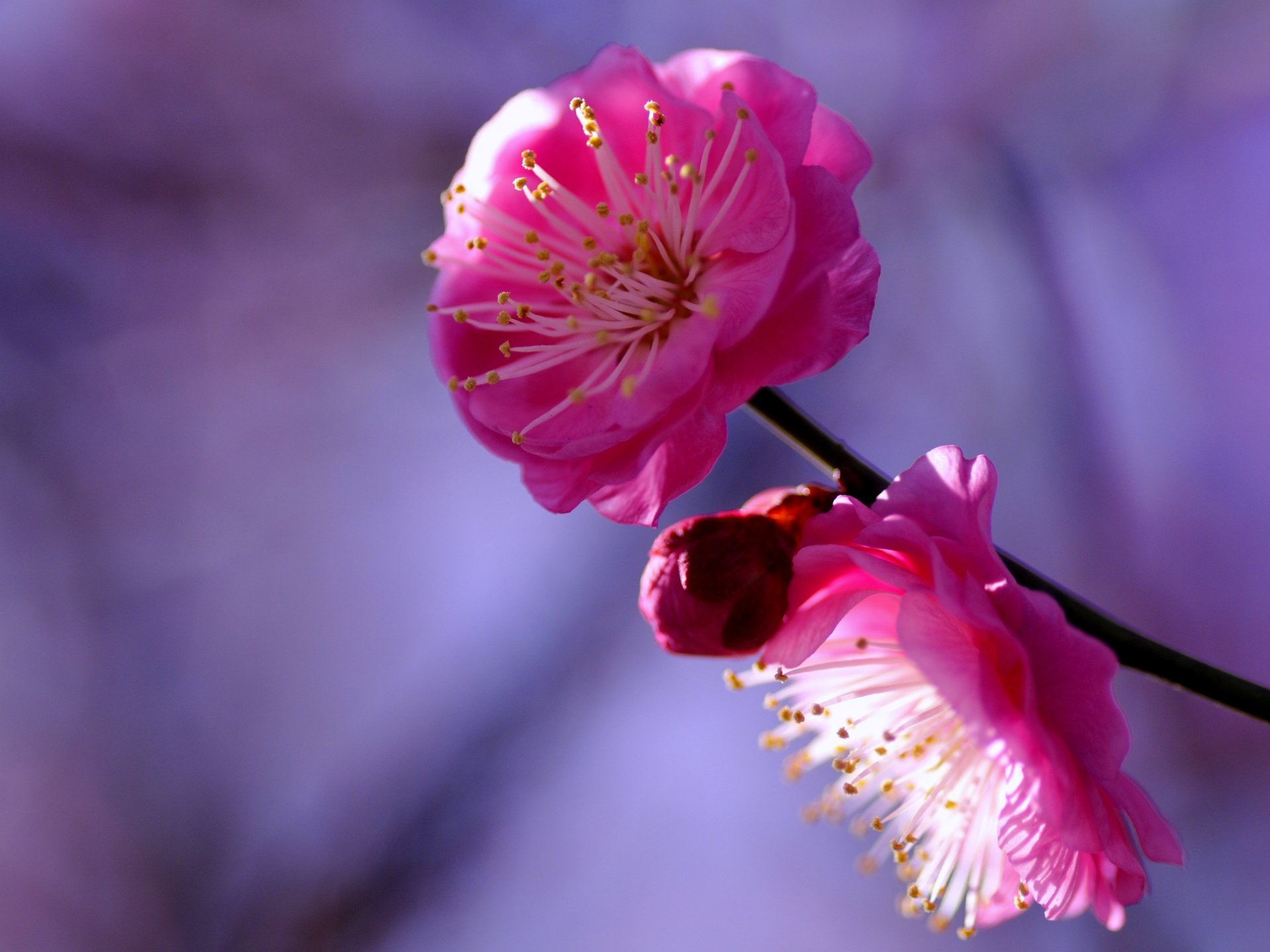 pflaume baum zweig purpurrot blumen blütenblätter knospe makro unschärfe flieder lila hintergrund