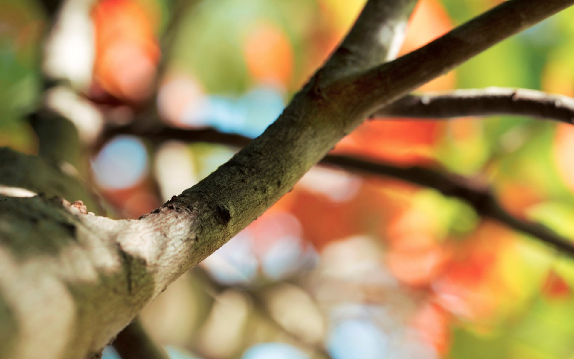 macro arbre branche bokeh flou macro fond papier peint écran large plein écran écran large écran large