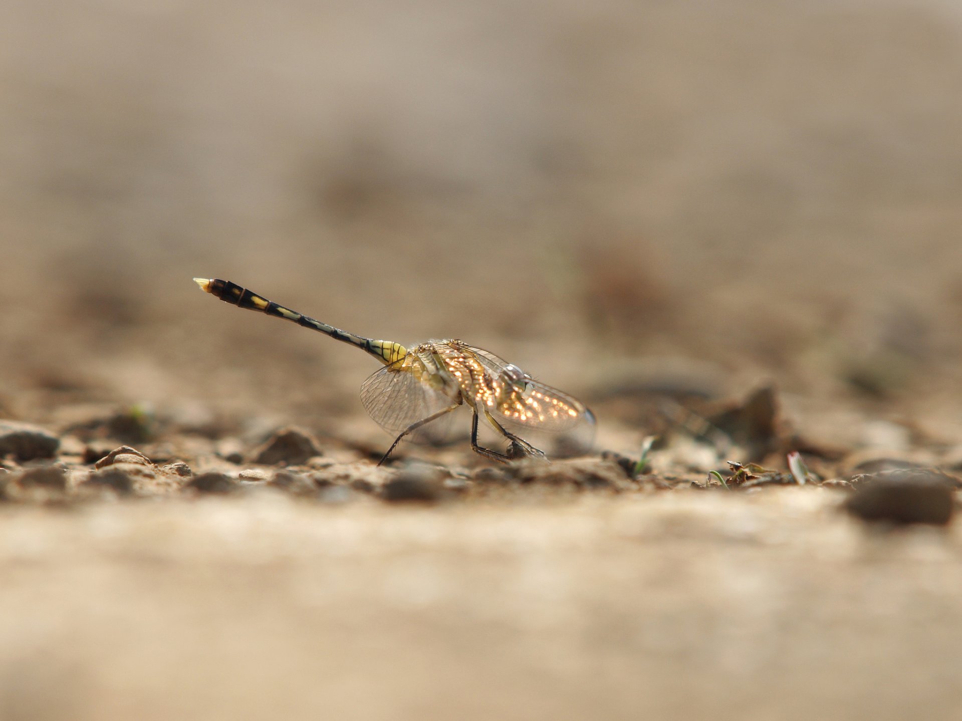 insetto libellula ali abbagliamento sfondo