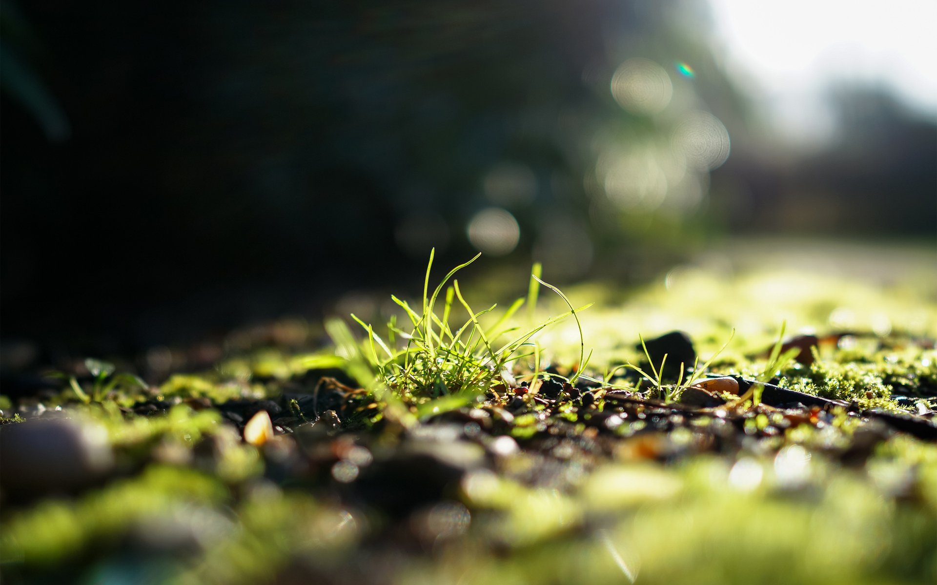 herbe soleil lumière verdure mise au point