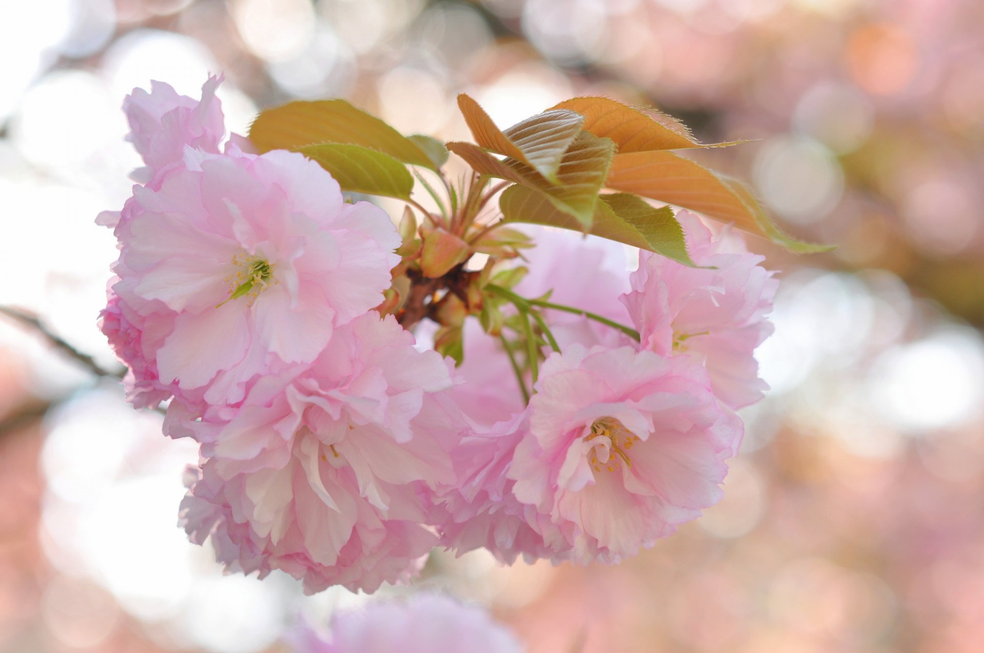 branch leaves flower pink sakura reflections background