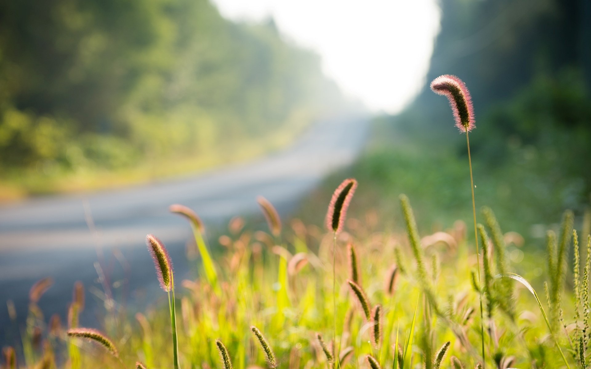 macro nature plant grass greenery ears tree trees leaves foliage bokeh blur background wallpaper widescreen fullscreen widescreen widescreen