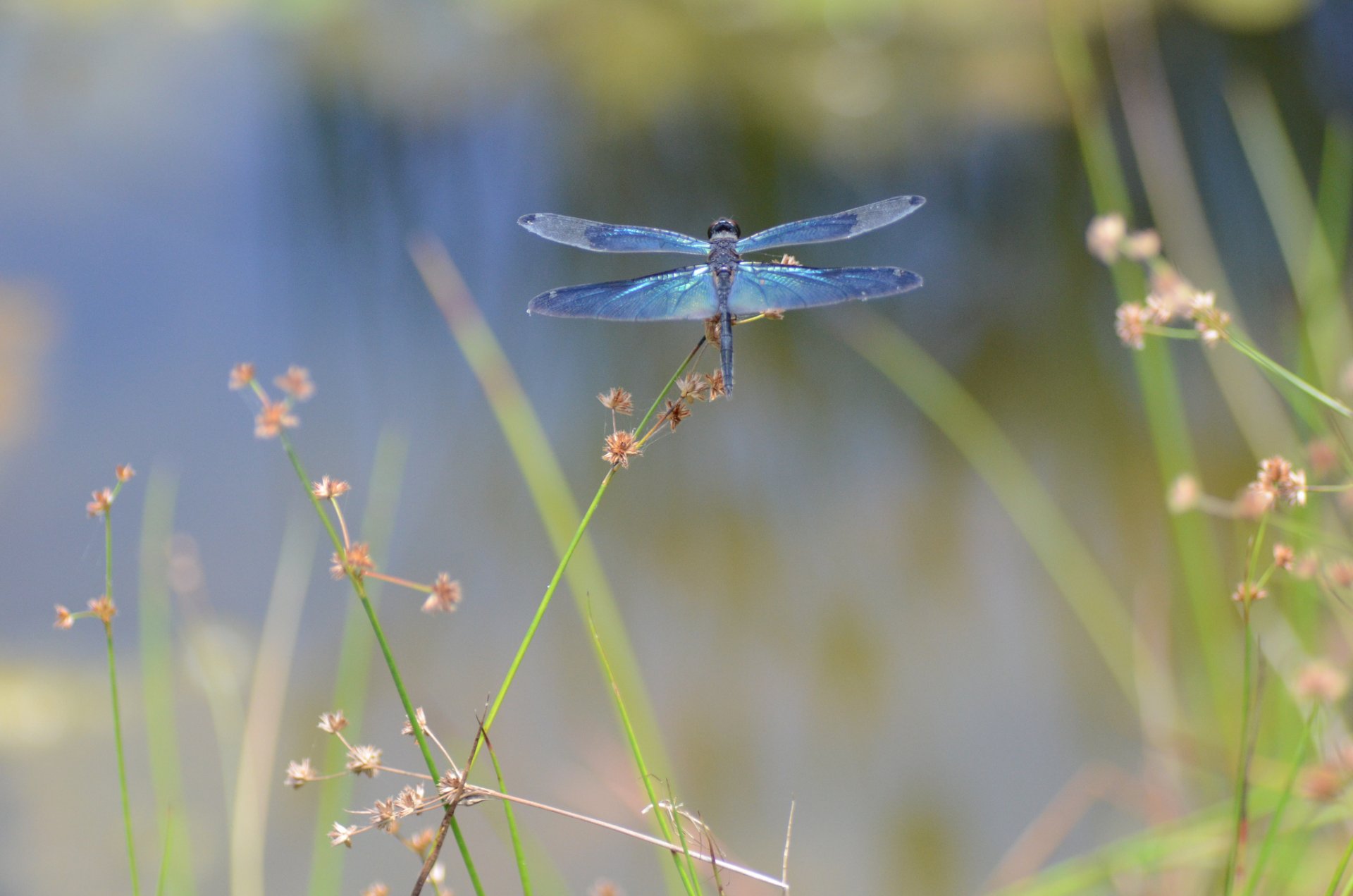 dragonfly insect close up flower