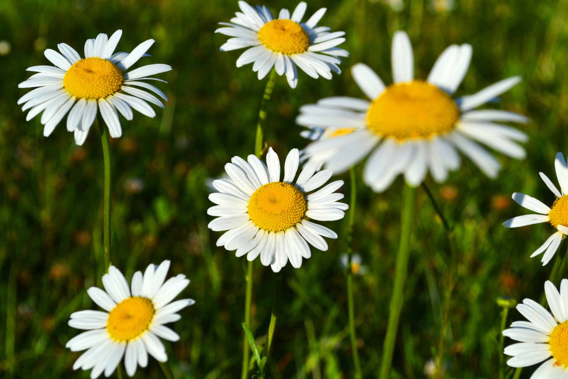 gänseblümchen blumen schön frühling blüte duft feld lichtung