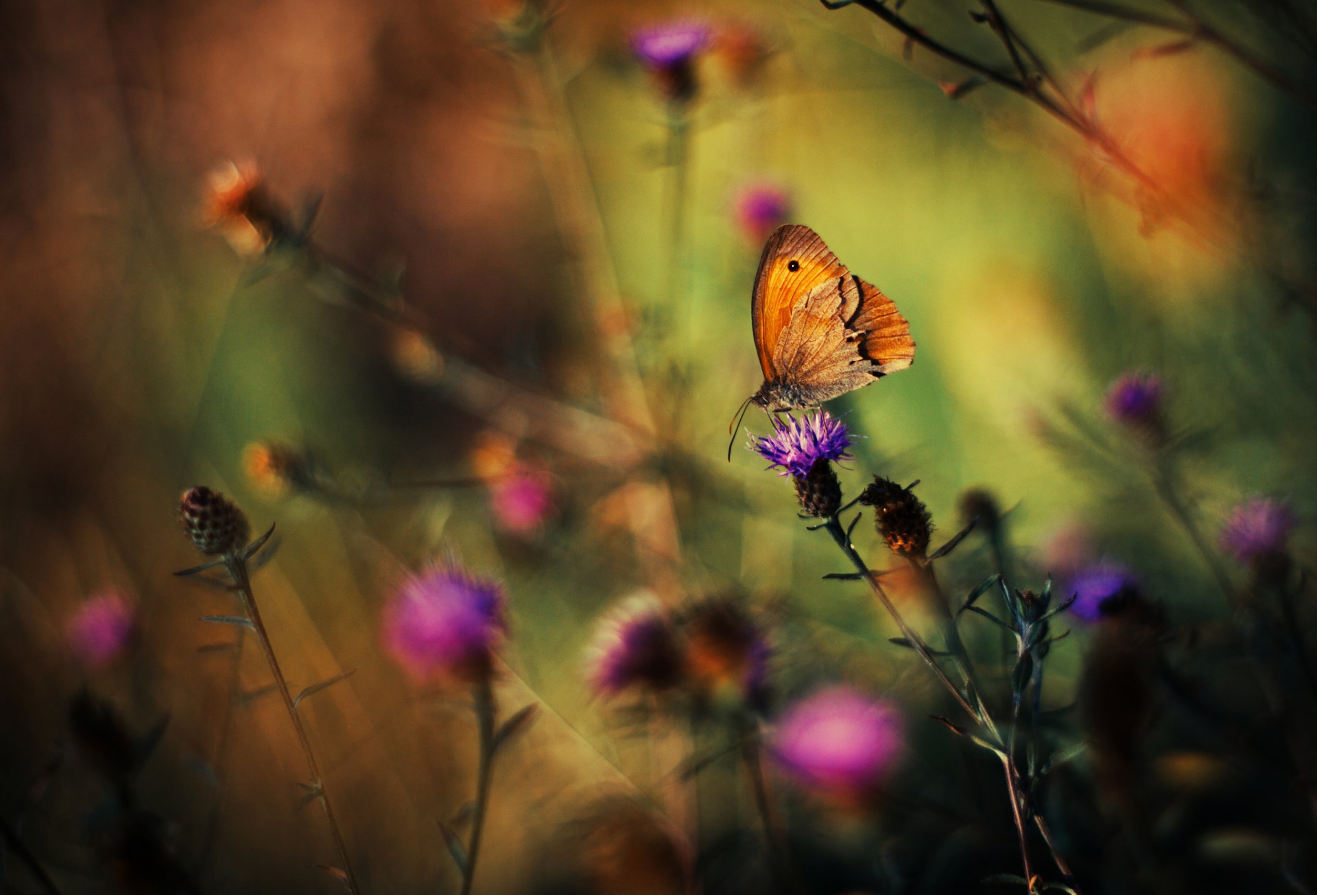 plantes herbe fleurs papillon fond