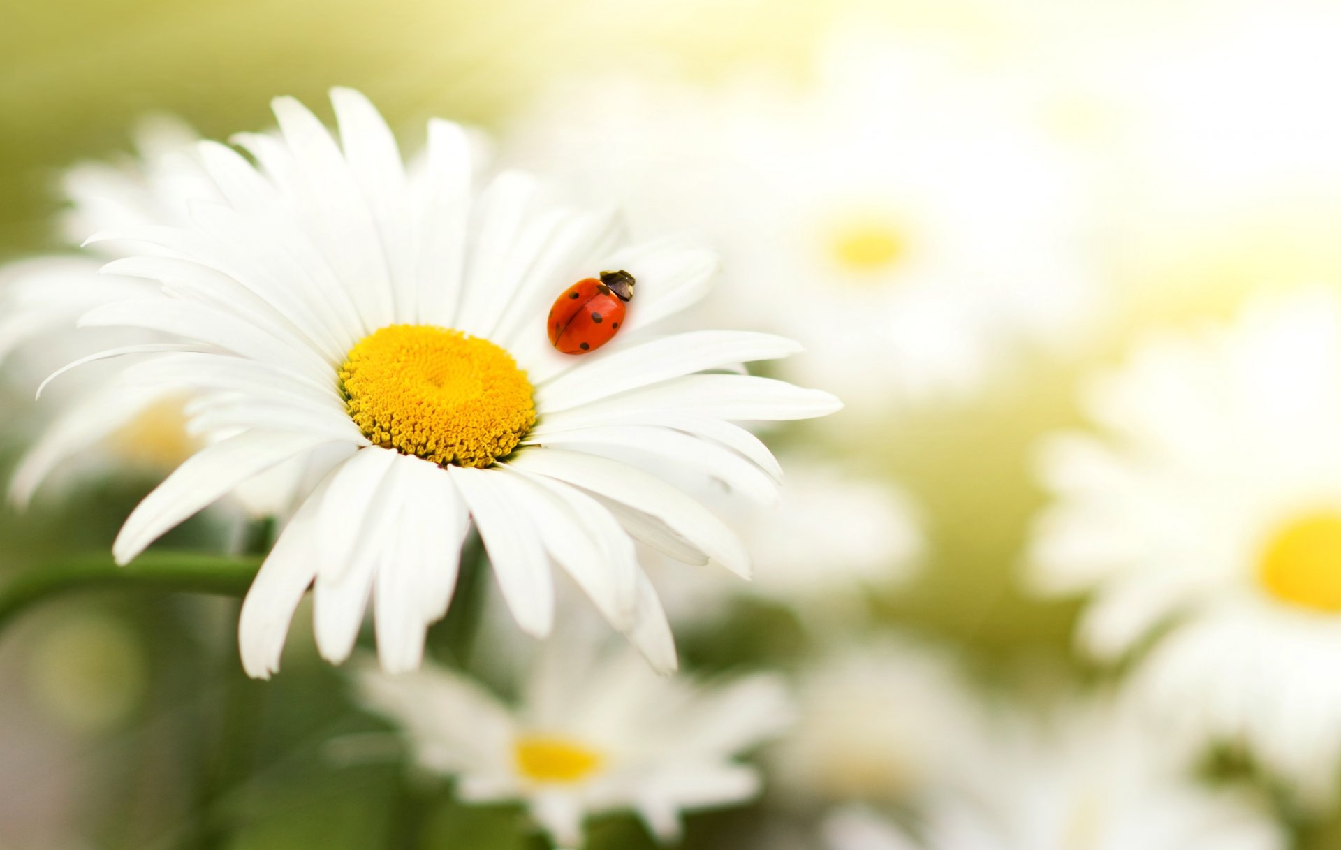 daisy petals insect ladybug