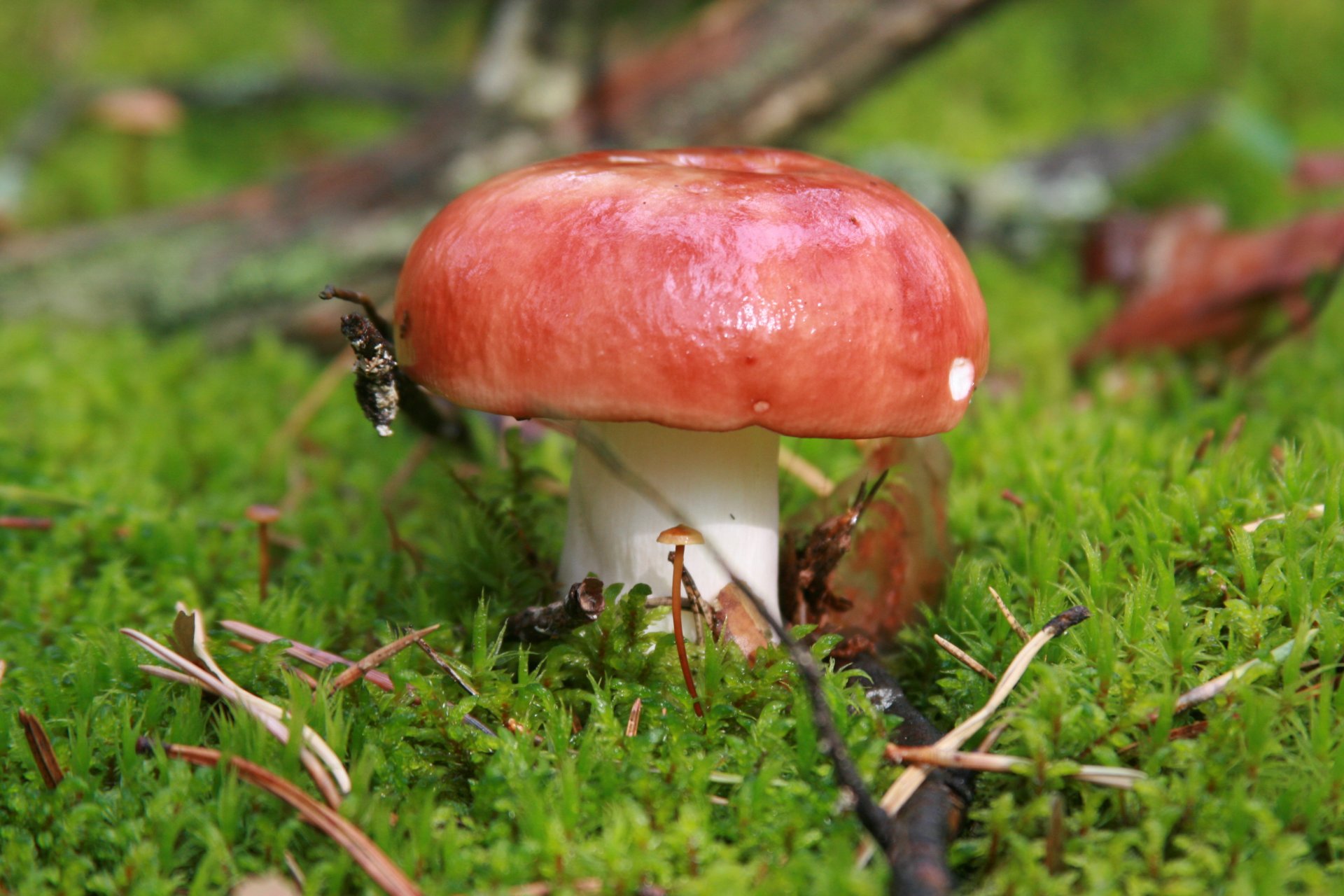 close up nature forest plant mushroom mushrooms russula moss walk