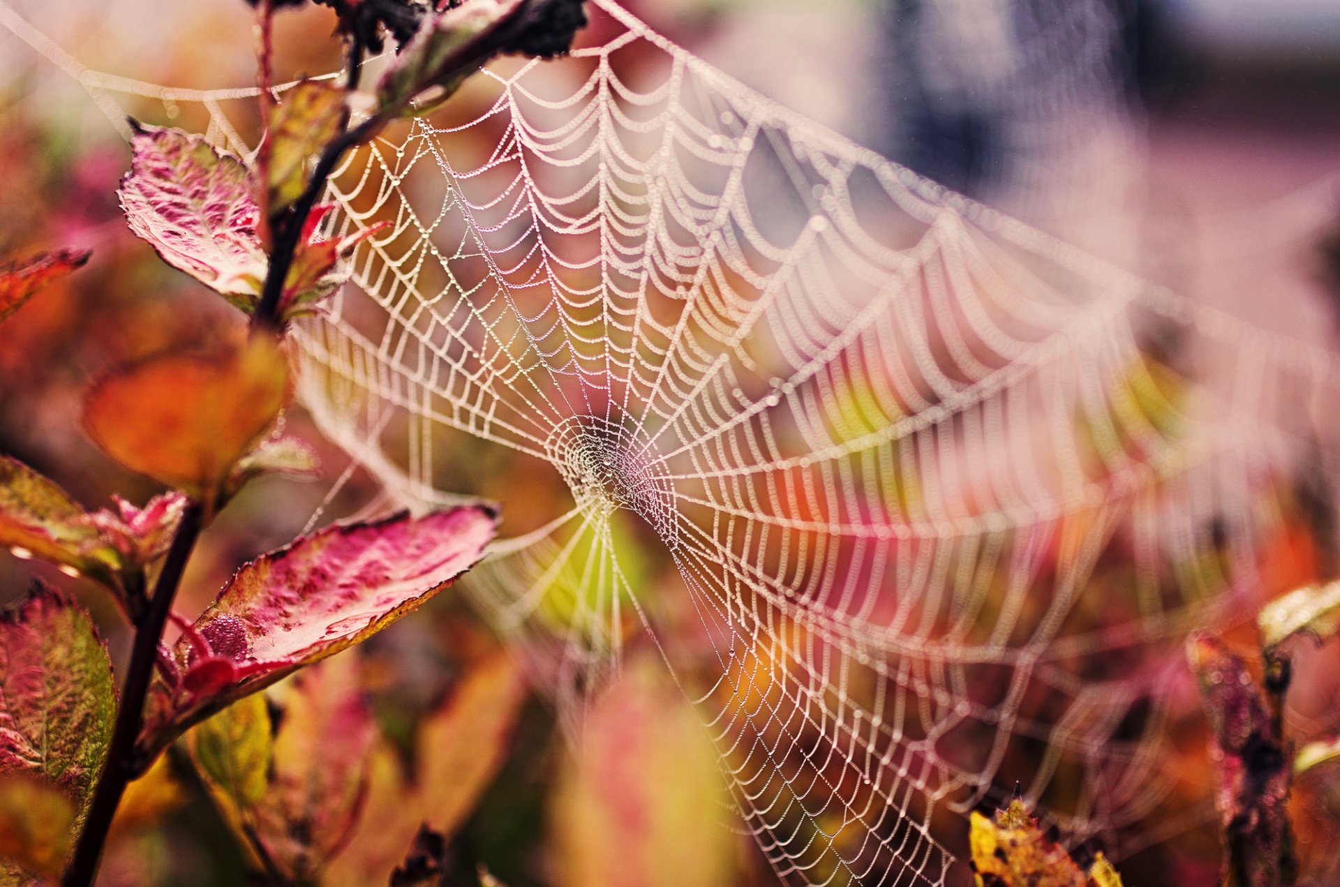 ragnatela gocce foglie ramo natura autunno macro 