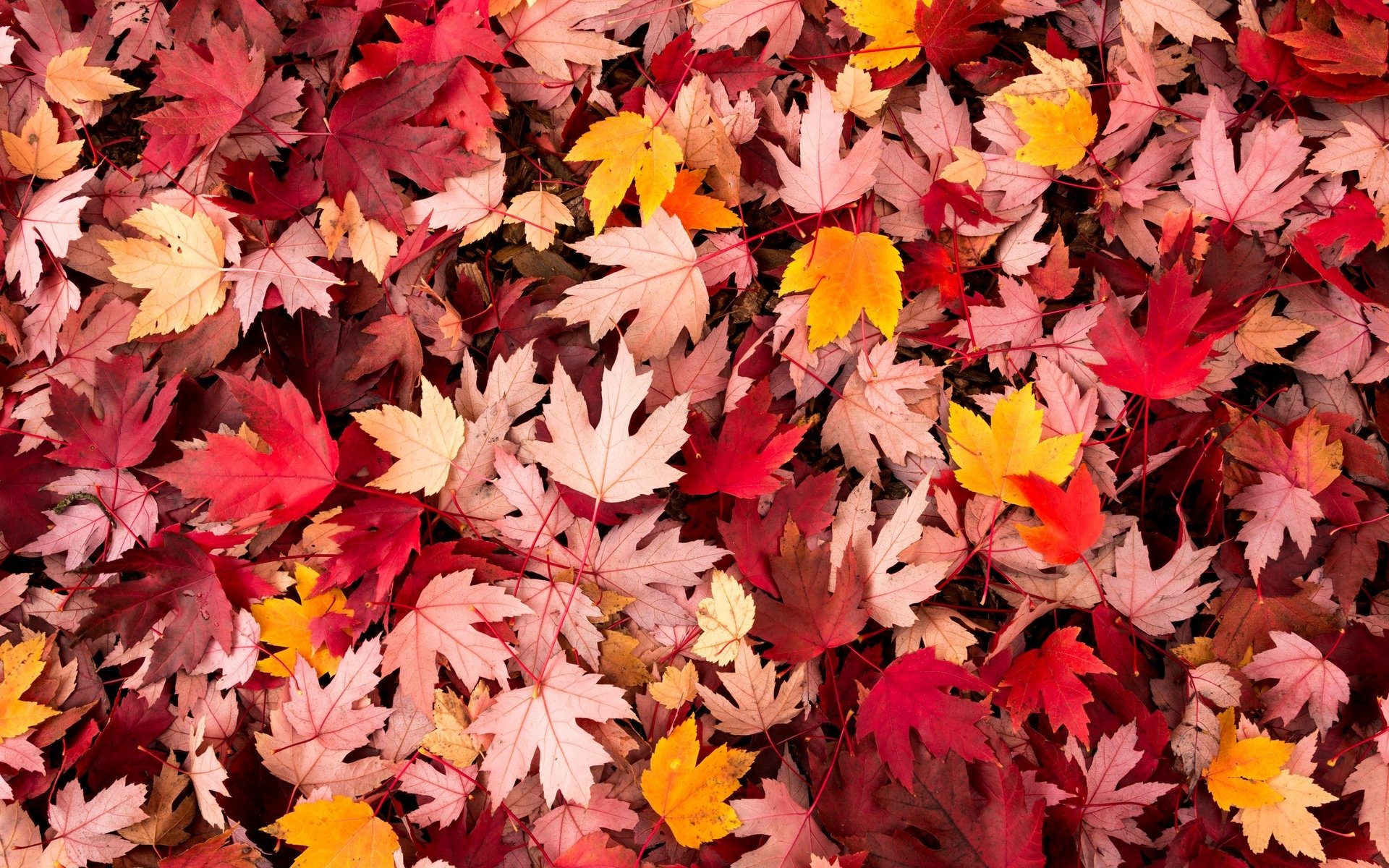 makro blätter blätter herbst verlassen makro laubfall hintergrund tapete widescreen vollbild widescreen widescreen