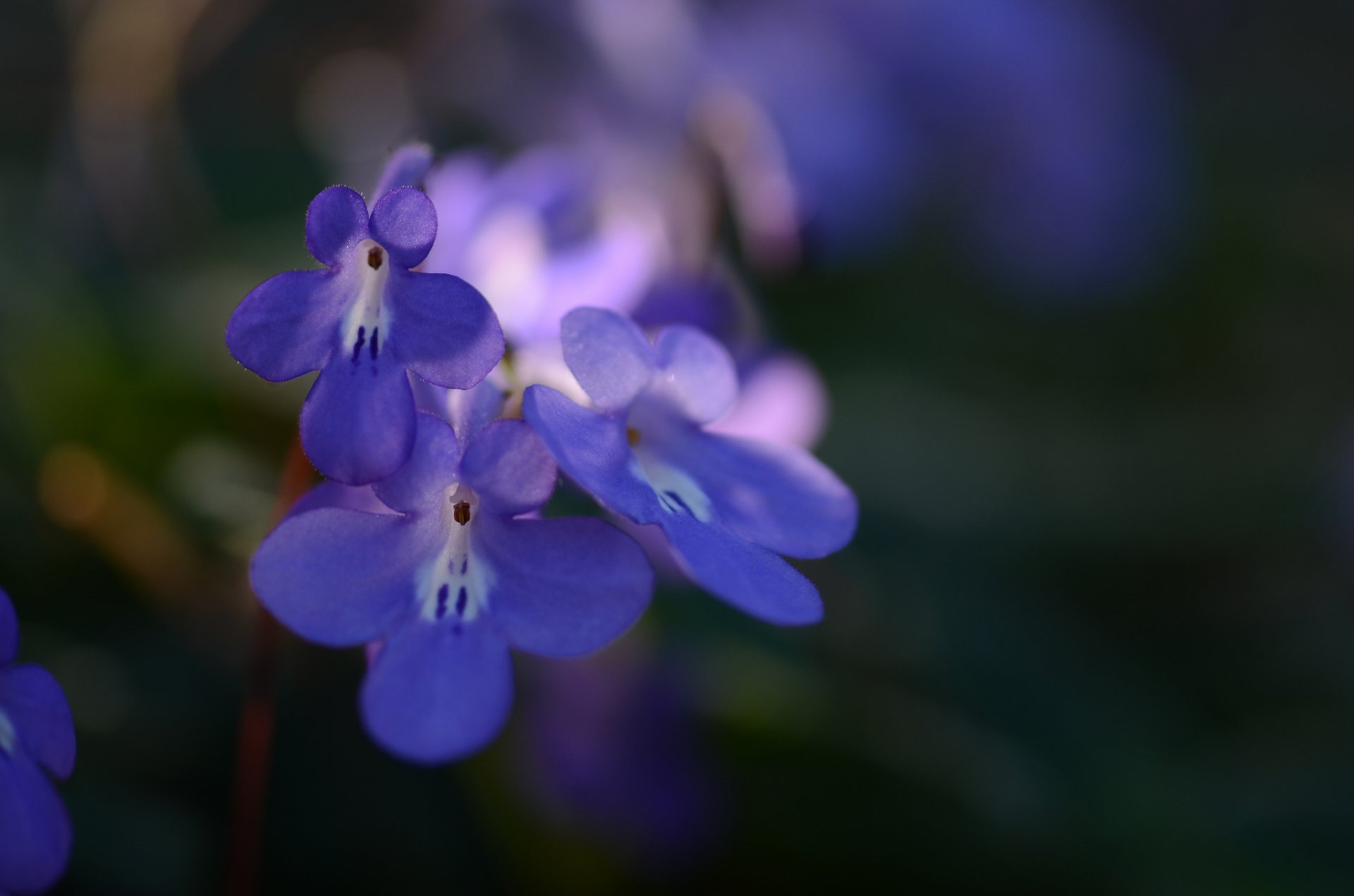 blumen blau blütenblätter makro fokus