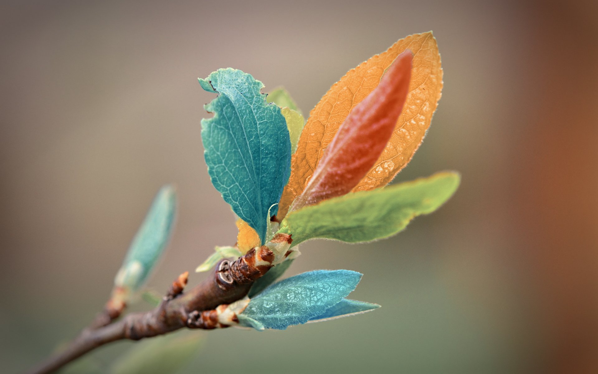 brindille feuilles couleur macro macro