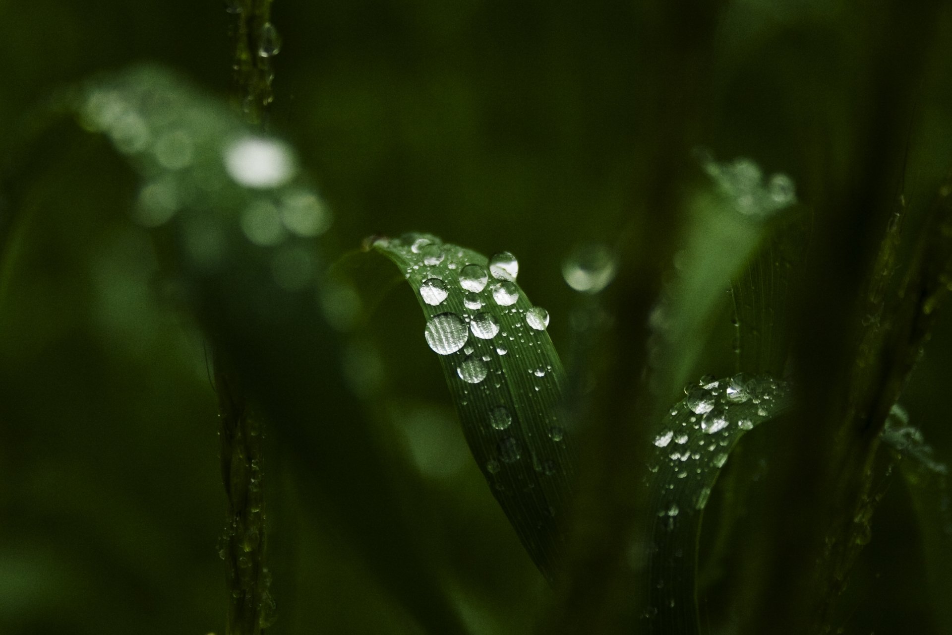 macro foglie foglioline verdi acqua gocce rugiada sfondo carta da parati widescreen schermo intero widescreen widescreen