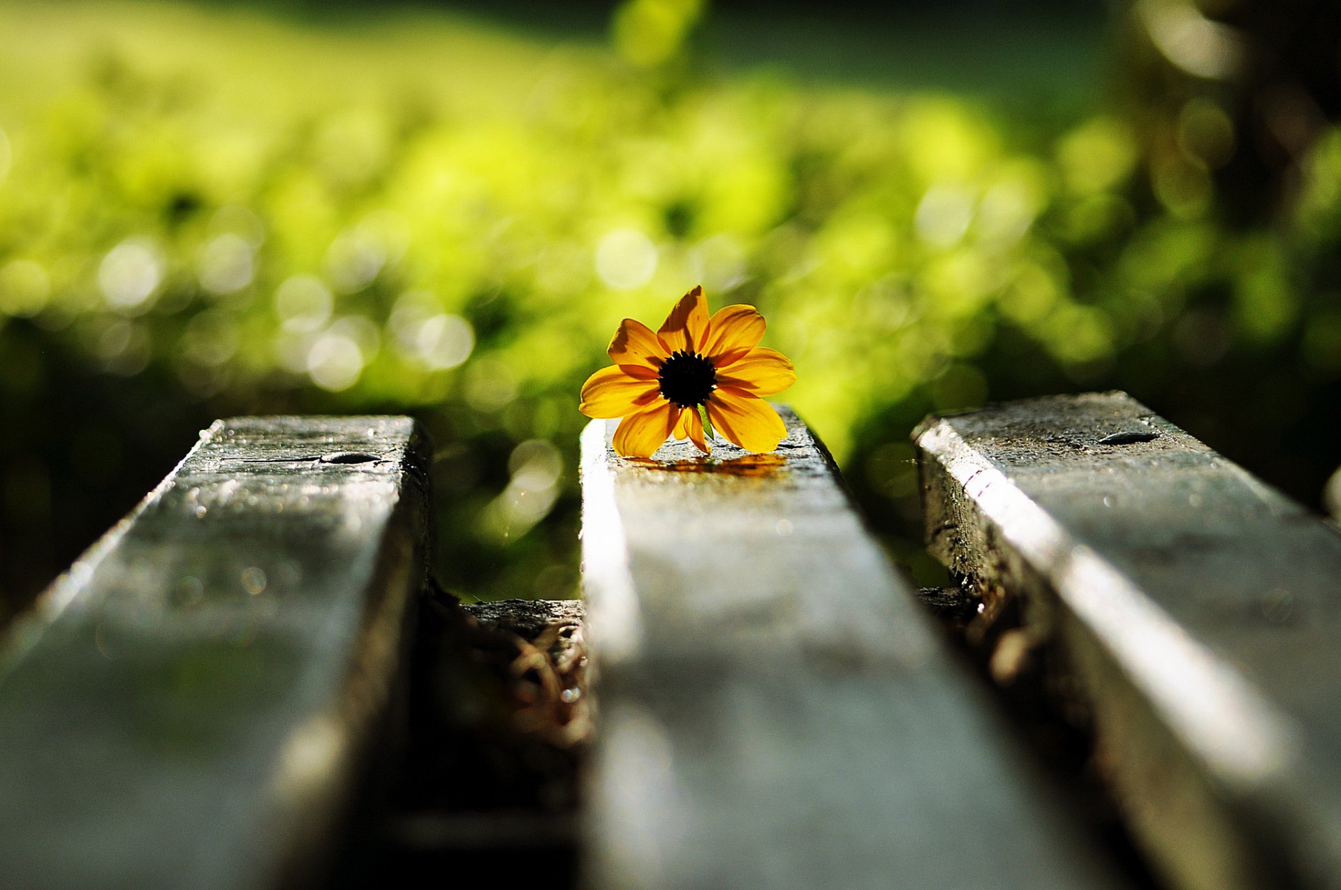 bench flower yellow reflection