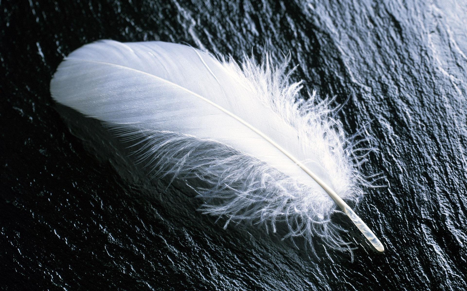 white feather on a rock