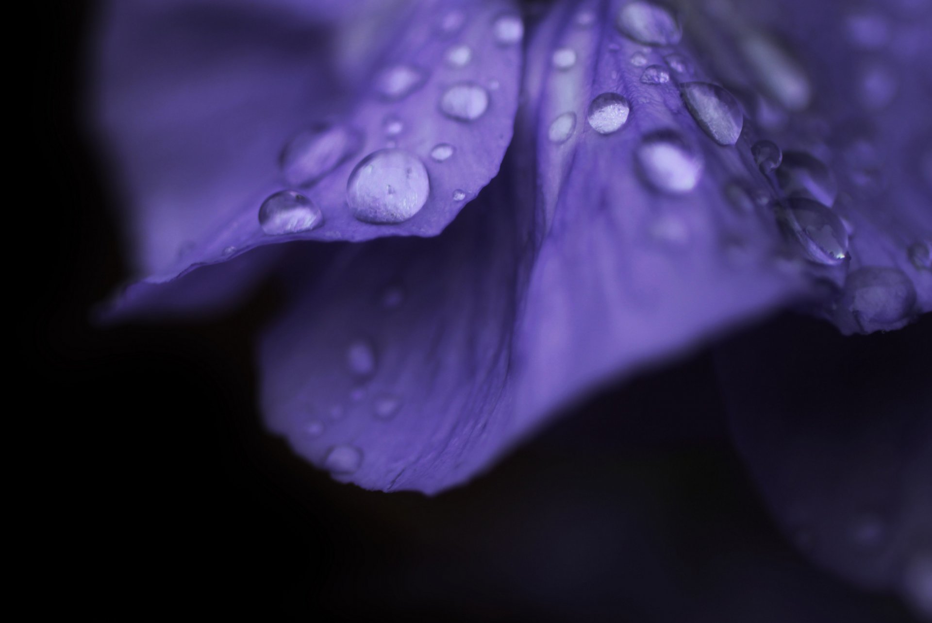 macro fiore fiore macro rugiada gocce goccia acqua viola sfondo fiori rosa petali carta da parati widescreen schermo intero widescreen widescreen