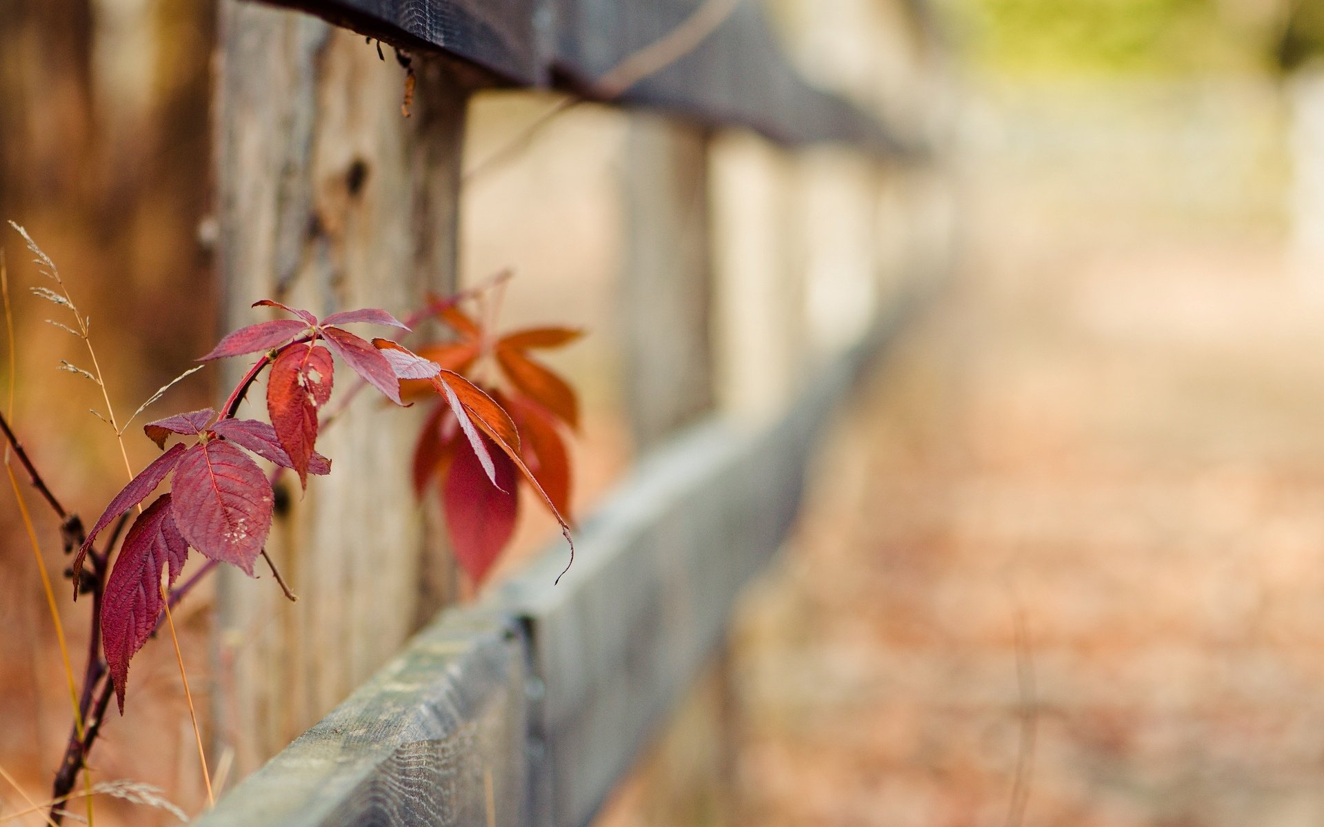 macro leaf leaflet leaves red stem shape leave fence gate fence fence blur grass greenery background wallpaper widescreen fullscreen widescreen widescreen