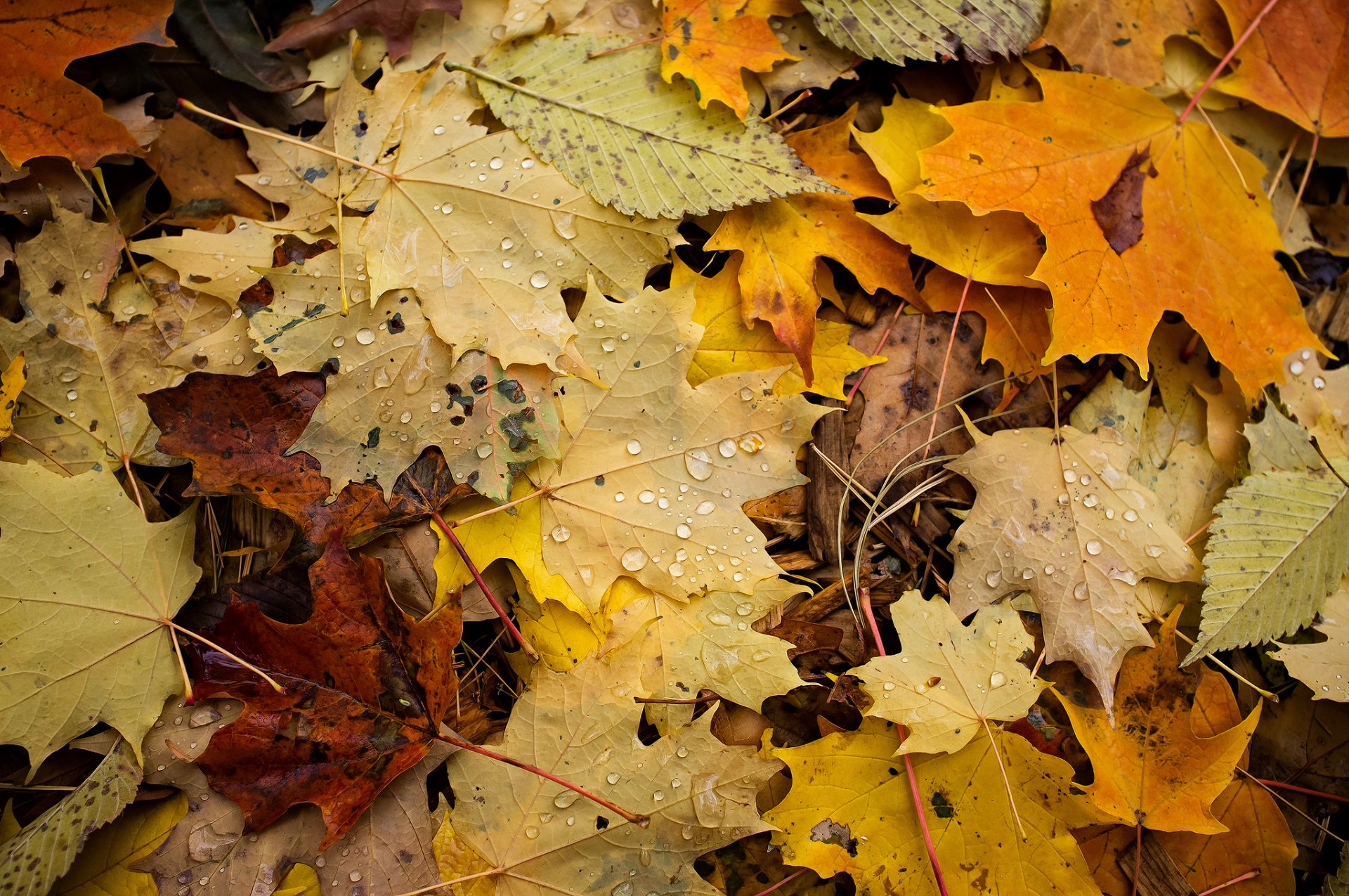 macro fogliame autunno gocce