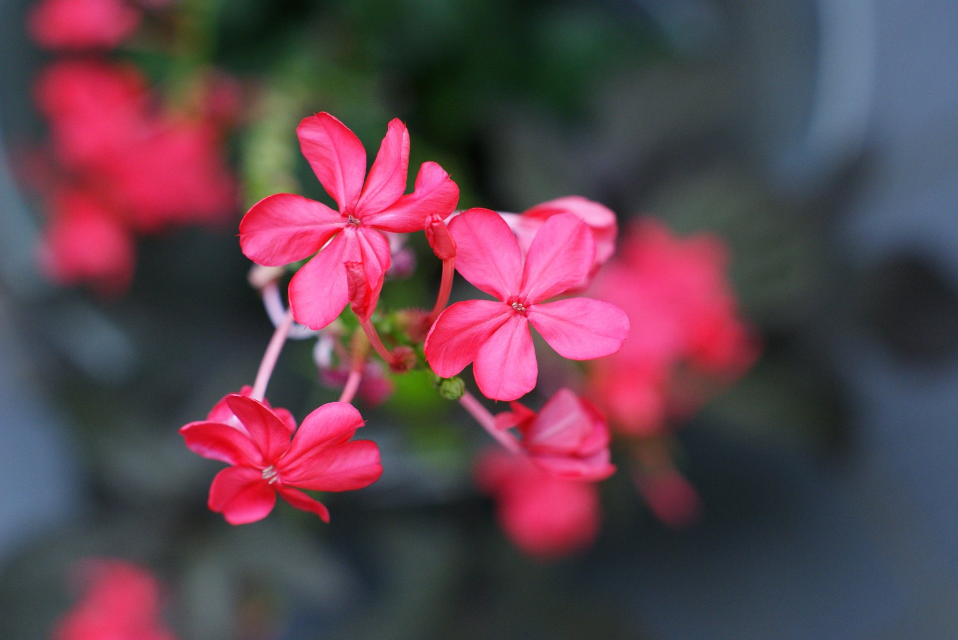 makro blumen blümchen rosa blütenblätter unschärfe hintergrund tapete widescreen vollbild widescreen widescreen