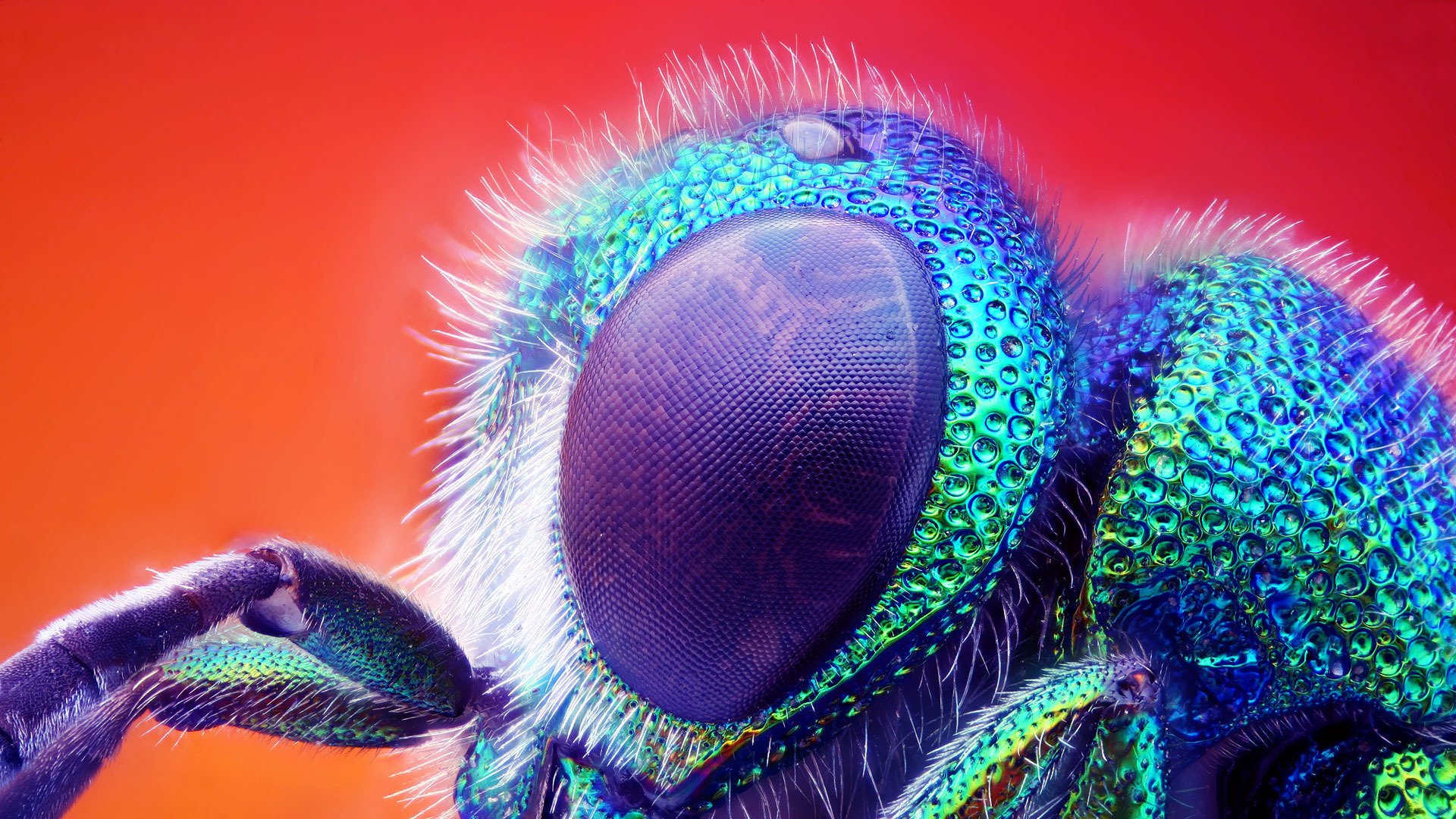 insect close up head eye