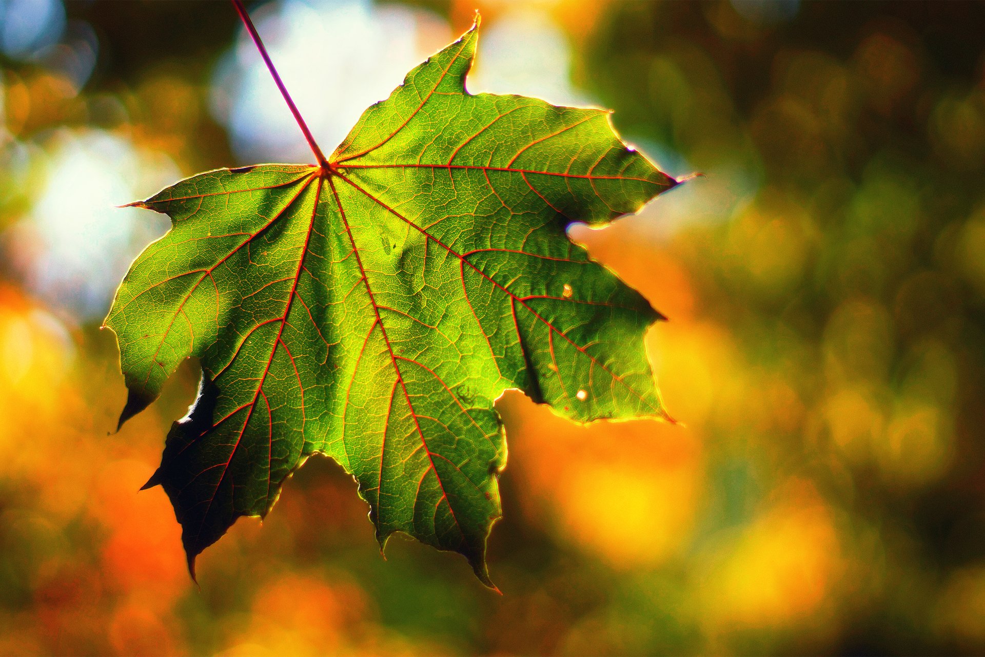 macro foglia luce bokeh autunno settembre fine estate