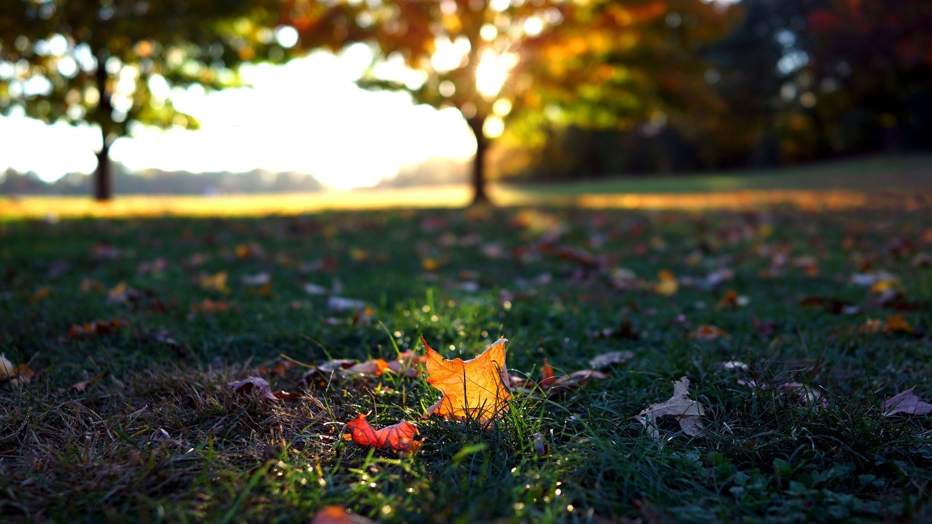 macro foglie foglioline autunno caduta delle foglie erba verde alberi albero sfondo carta da parati widescreen schermo intero widescreen widescreen