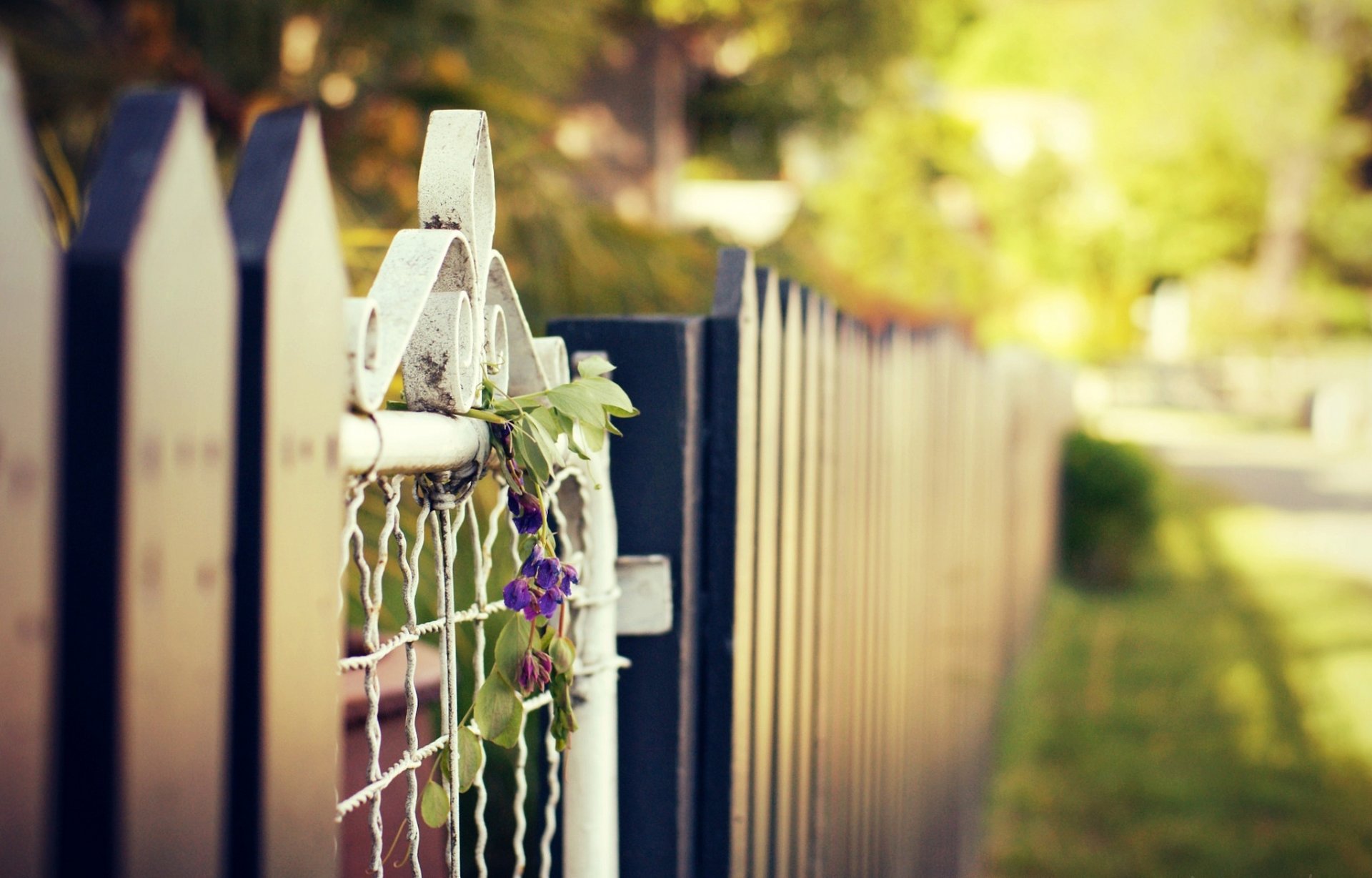 macro fence fence fence gate flowers flower purple greenery foliage grass sun background flower pink petals wallpaper widescreen fullscreen widescreen widescreen fullscree