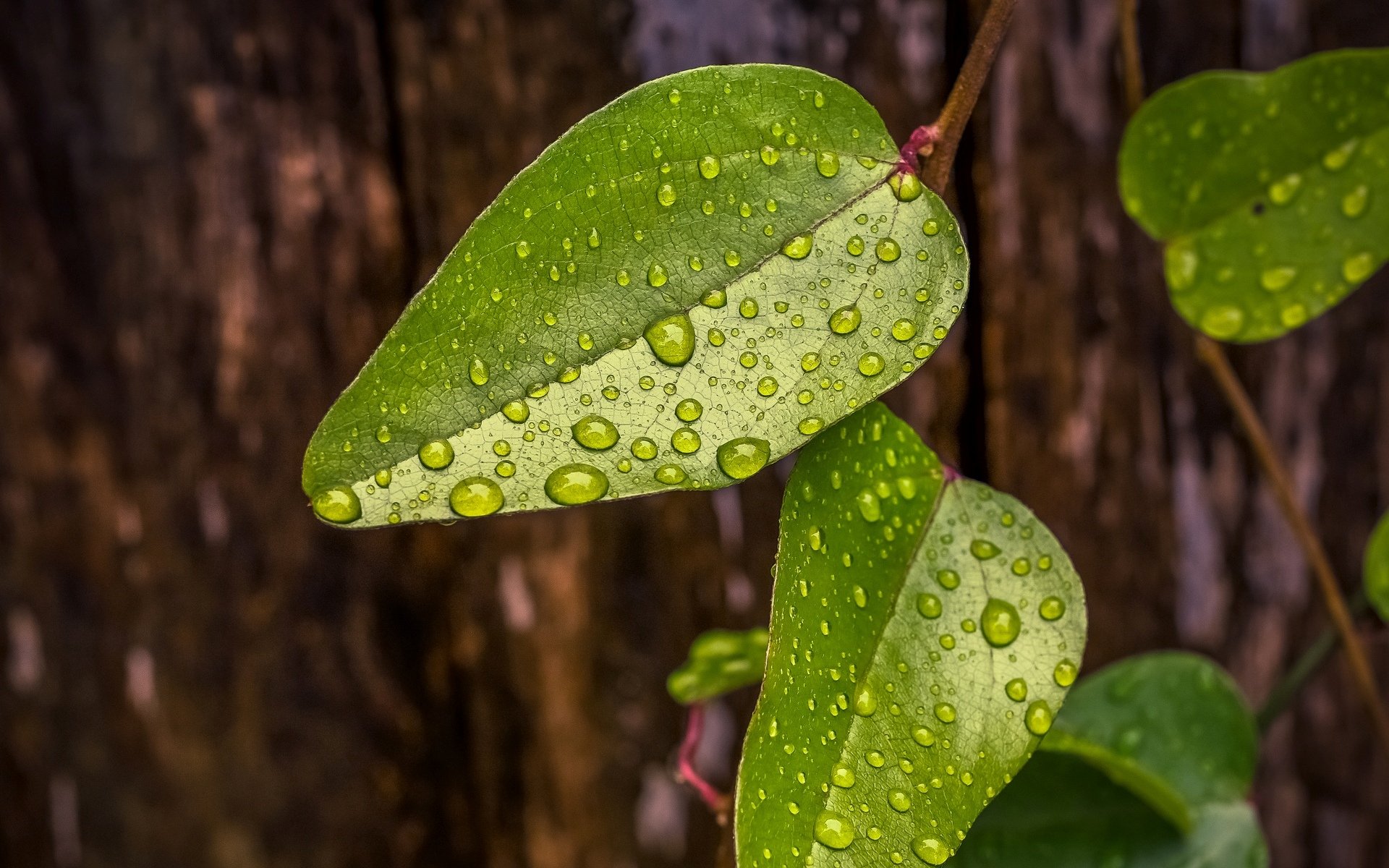 macro feuilles feuilles foliaire vert rosée eau gouttes arbre fond papier peint écran large plein écran écran large écran large