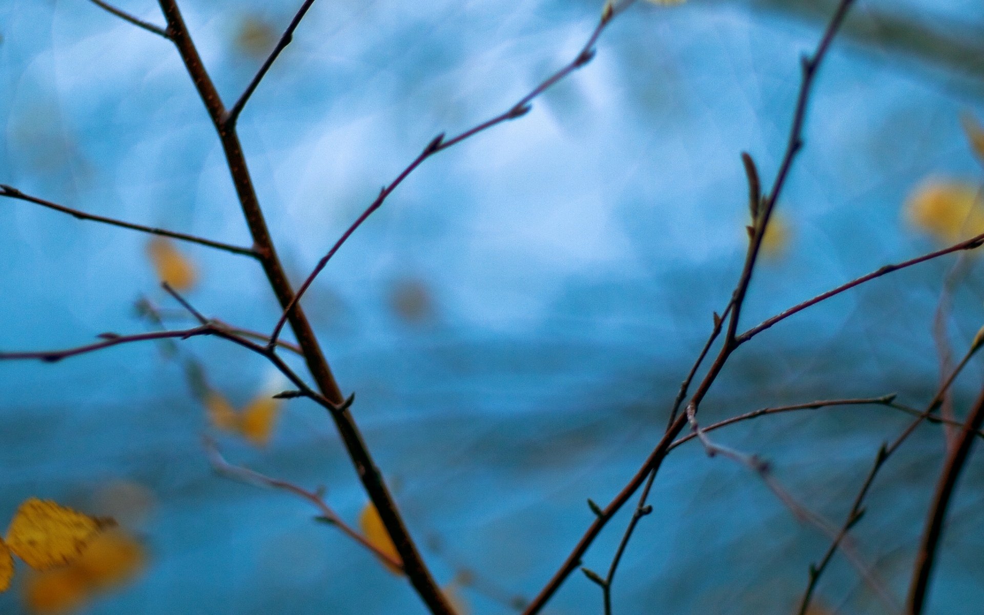 macro branches branche arbre feuilles bleu flou fond papier peint écran large plein écran écran large écran large