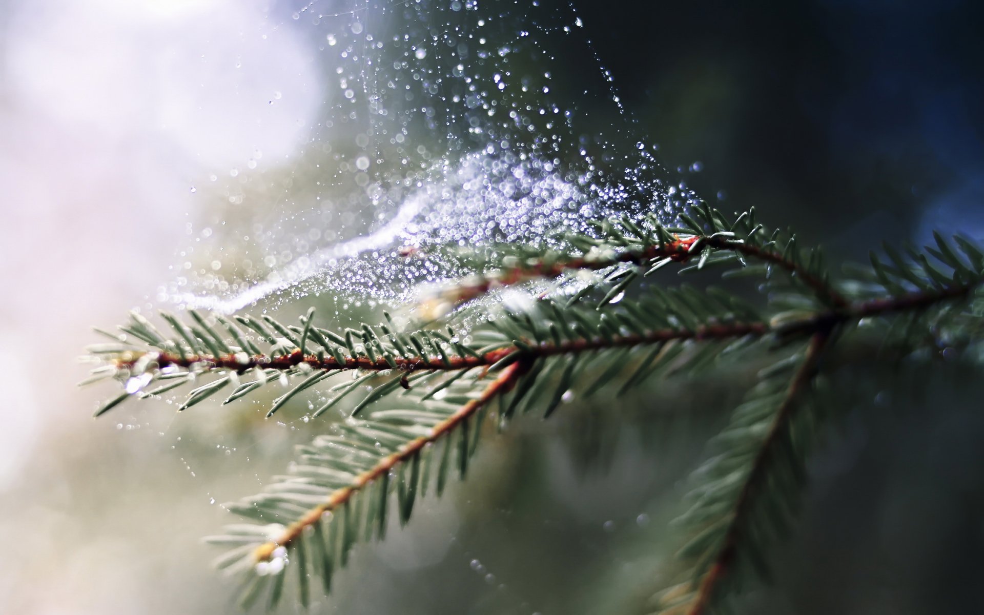 branch spruce rosa drops web nature close up