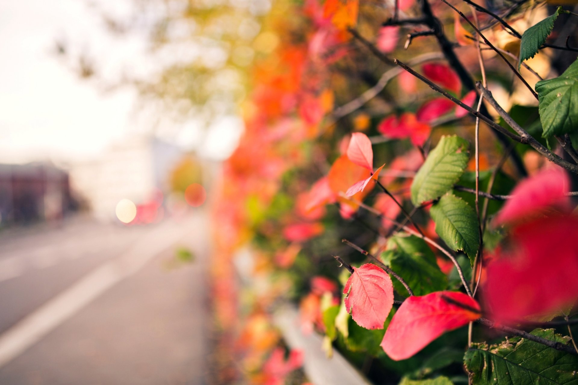 macro leaves leaves leaves pink red green autumn tree branches blur background macro wallpaper widescreen fullscreen widescreen widescreen