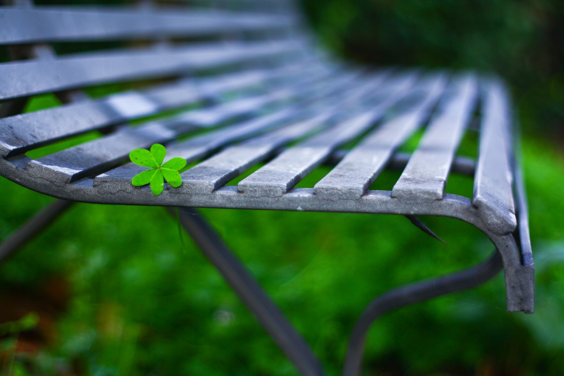 macro leaf leaflet bench bench bench background wallpaper widescreen fullscreen widescreen widescreen