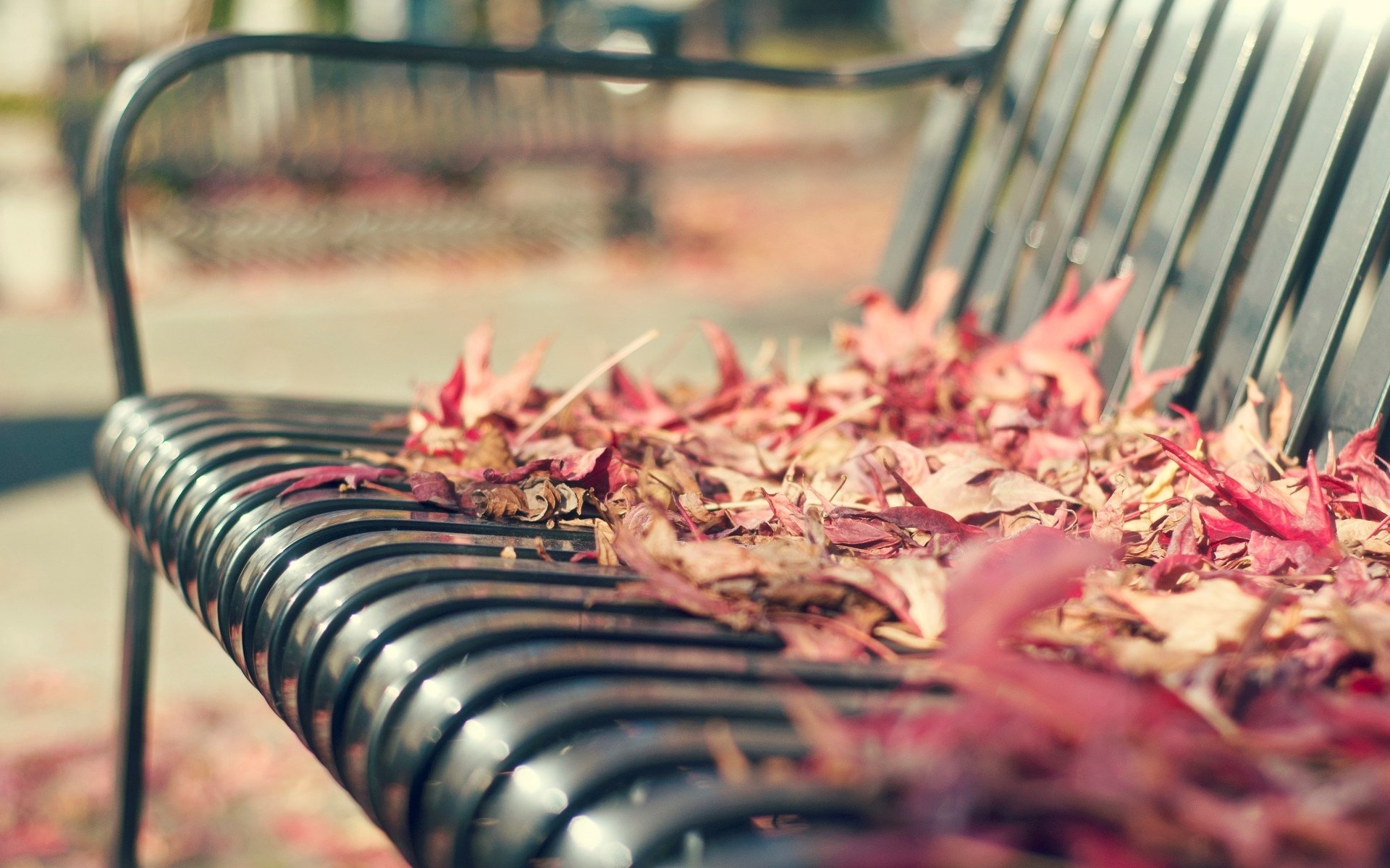 macro banc banc banc feuilles feuilles automne macro laisser fond papier peint écran large plein écran écran large écran large