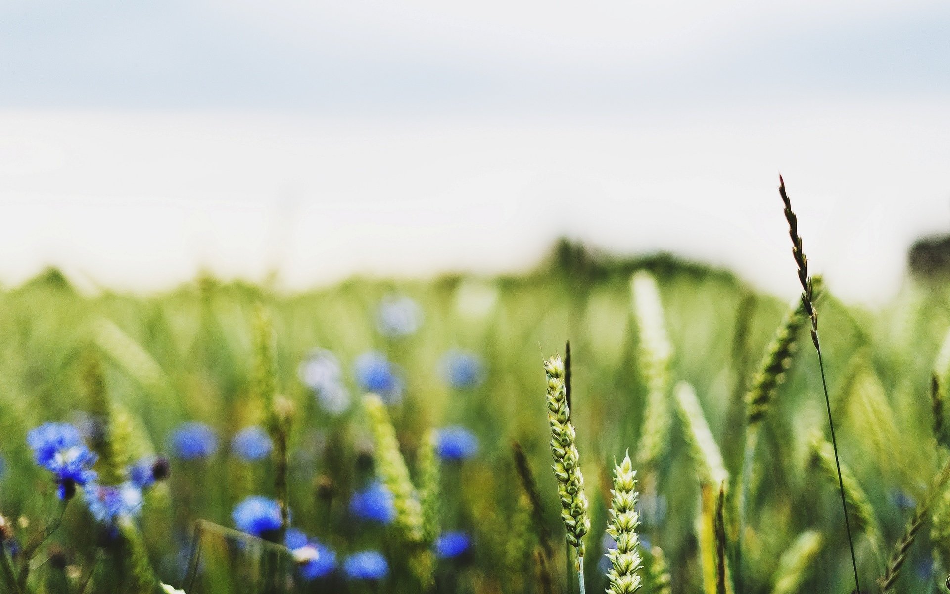 macro field fields wheat rye ears spikelets spikelet flowers flowers blue macro background blur wallpaper widescreen fullscreen widescreen widescreen