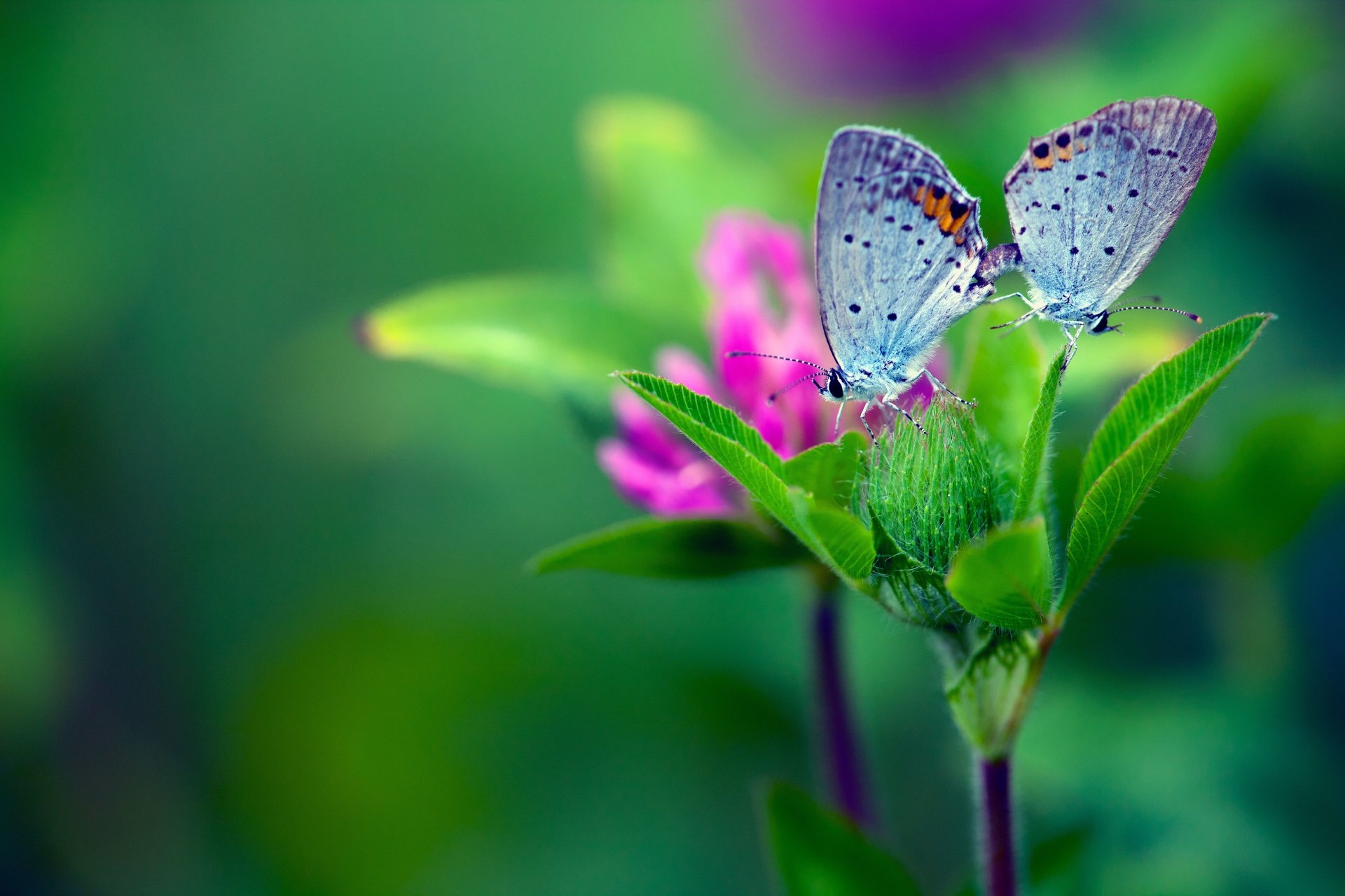 makro schmetterlinge blume blätter hintergrund grün